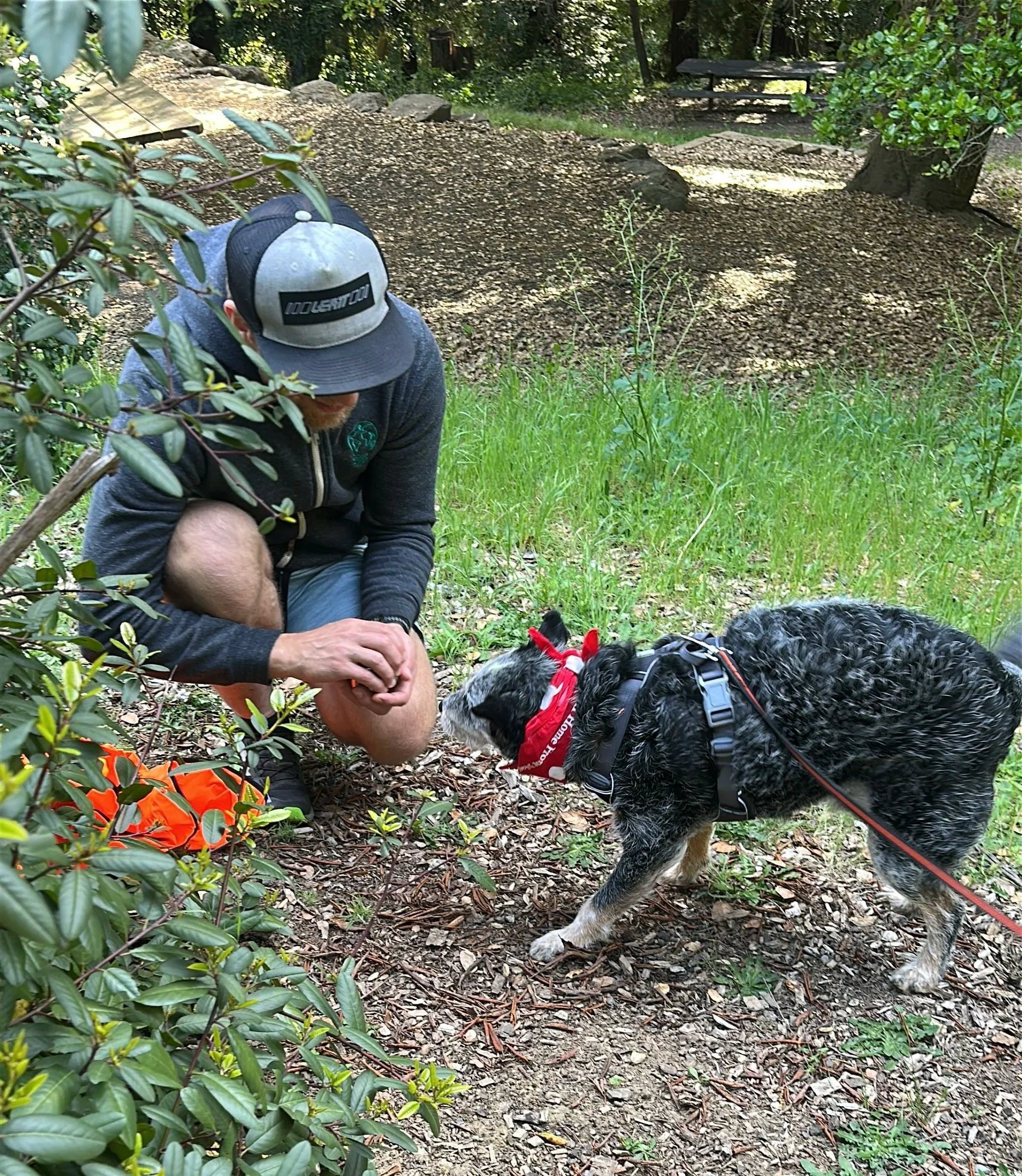 Dog getting rewarded for finding a person while mantrailing.