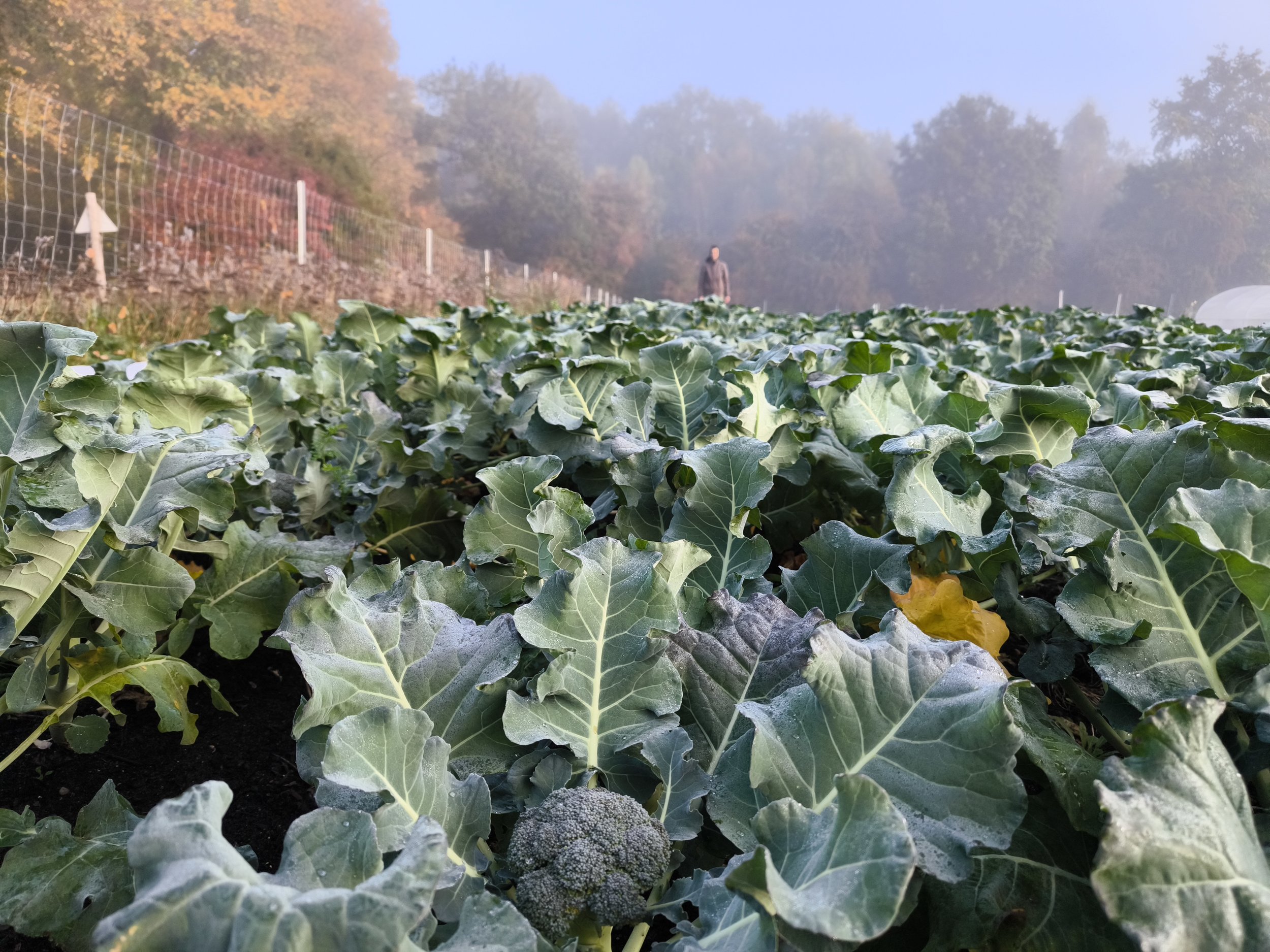 gemüs &amp; munter aus dem Oktober