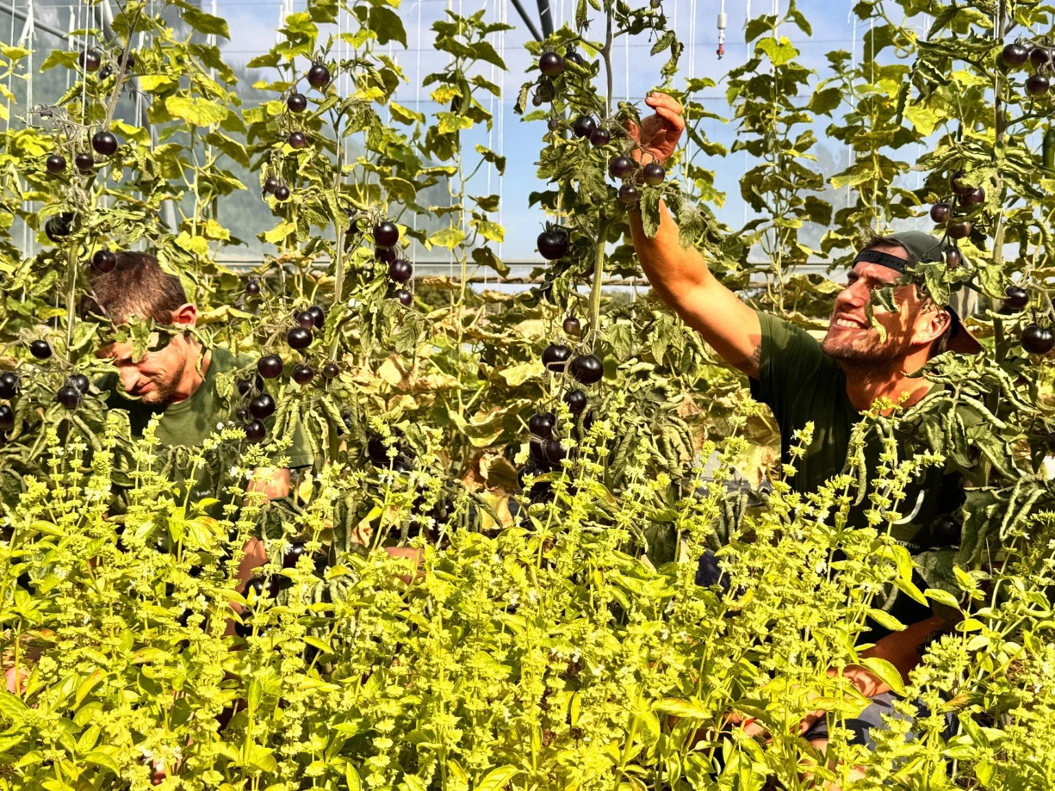 Jonas und Aron bei der Tomatenernte im Gewächshaus.