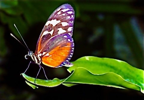 Butterfly - Giclee photographic fine art print 
Custom size available 
