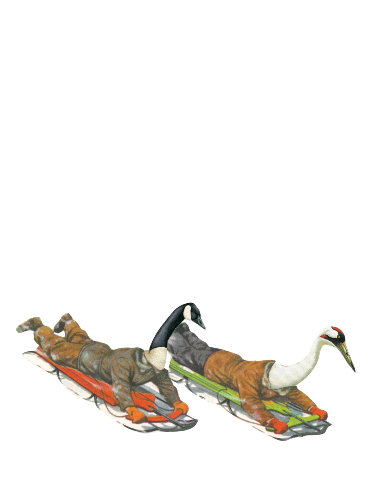 Geese Sledding