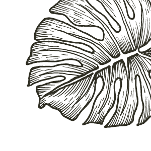 Illustration of monstera leaf with detailed lines