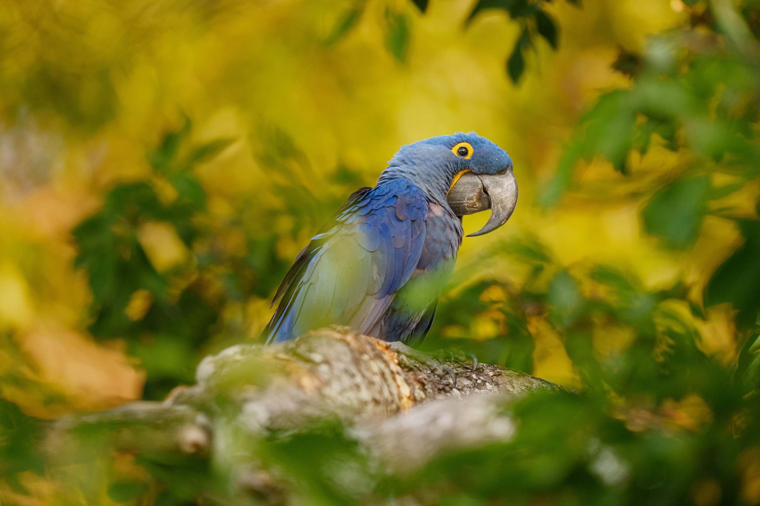 Hyacinth Macaw-2.jpg