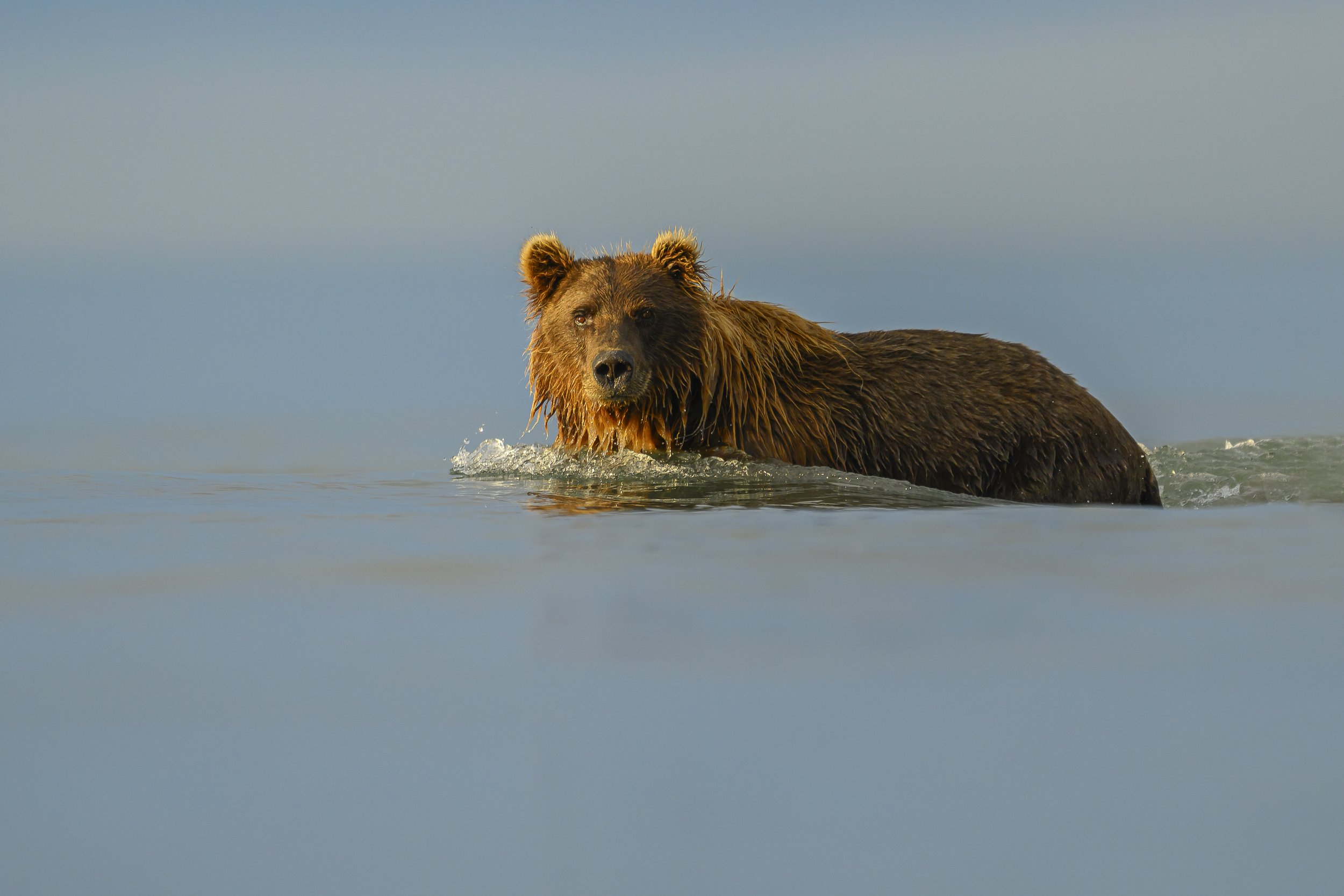 brown bear alaska--8.jpg