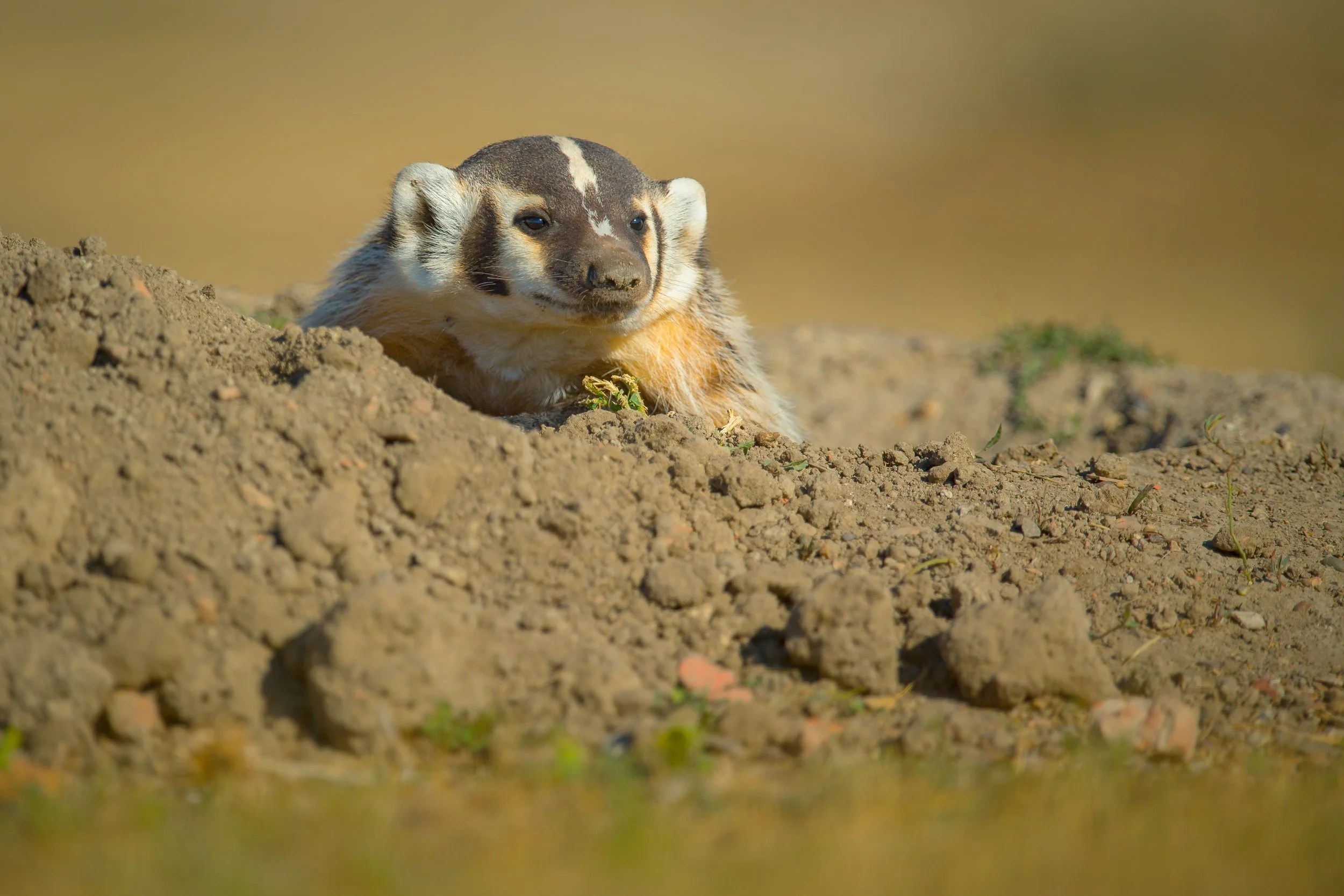 American-badger3206.jpg