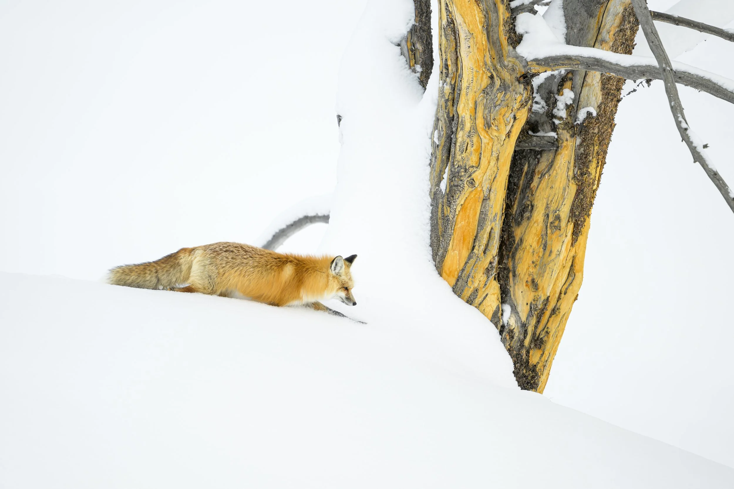 red fox in snow-2965.jpg