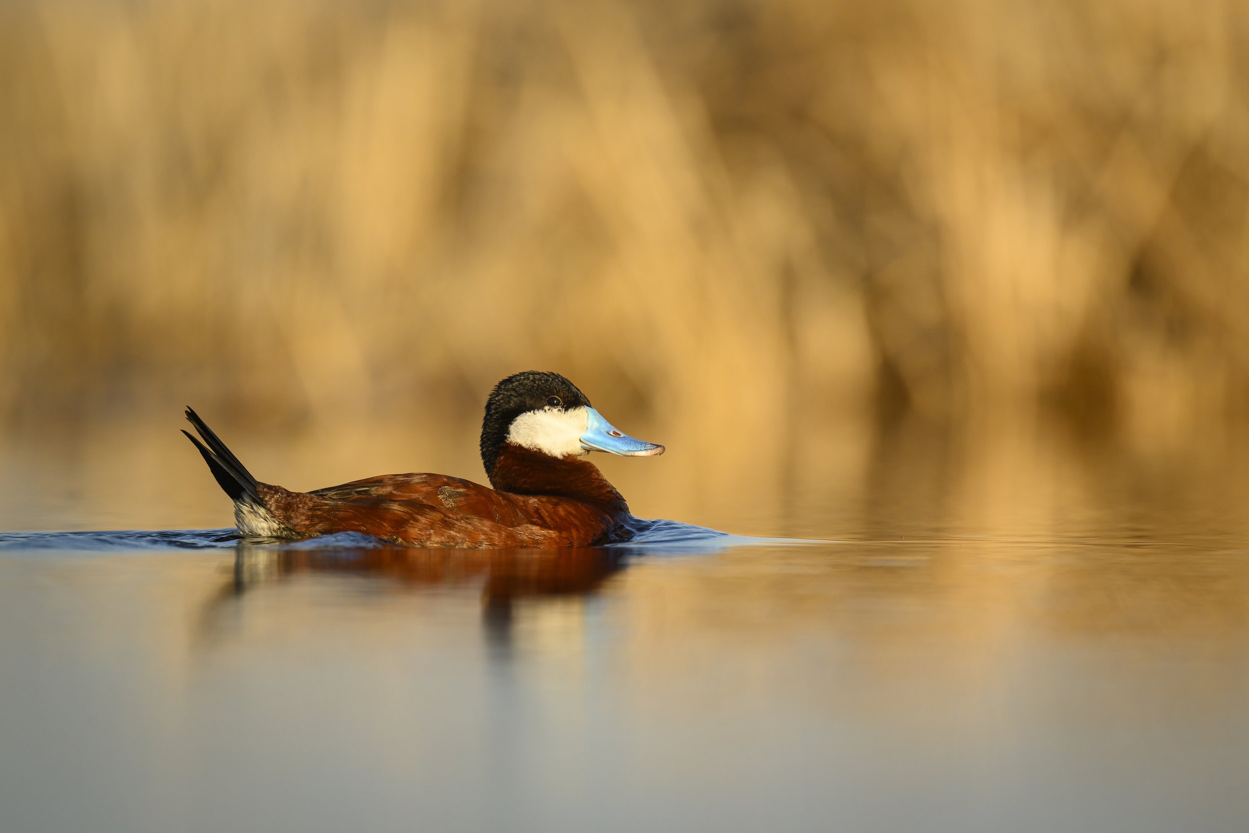 photography-workshops-floating-blinds-prairie-ruddy-duck.jpg