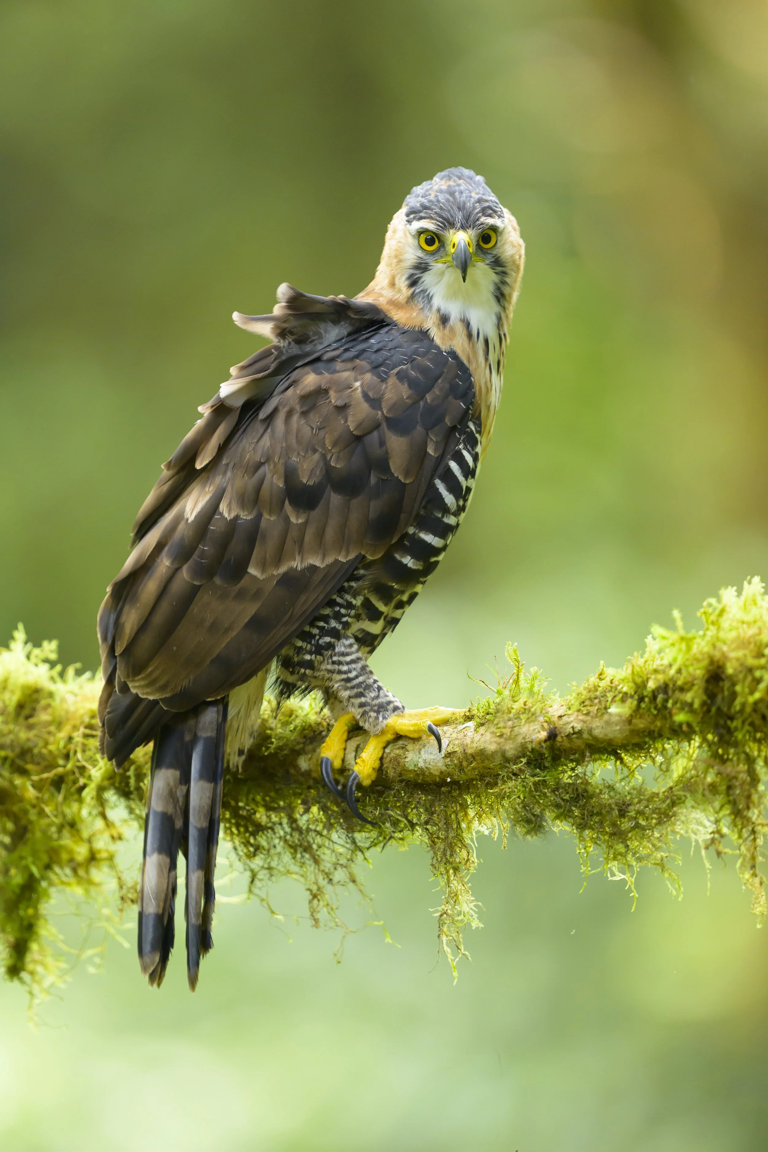 Ornate Hawk-Eagle - cloud forest - Panama--2.jpg
