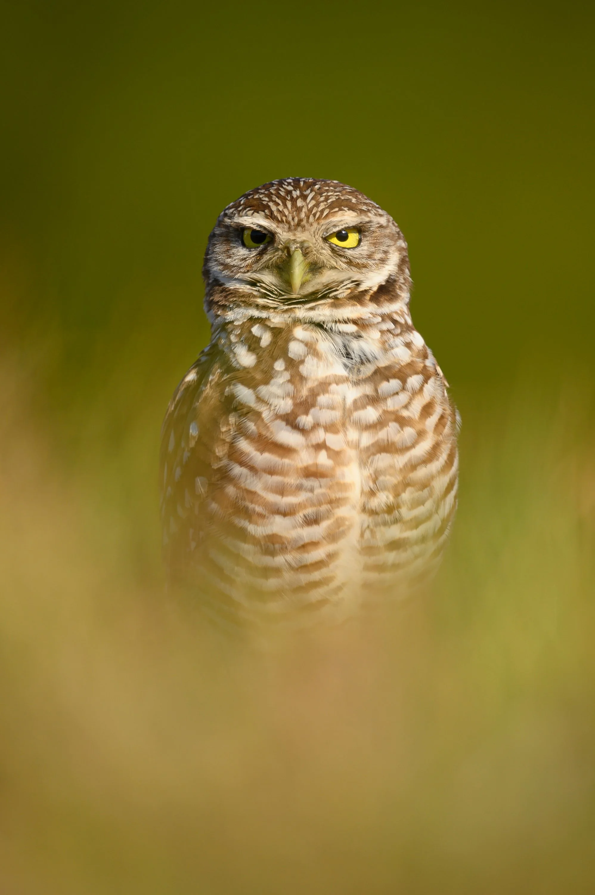 burrowing-owl-8436.jpg
