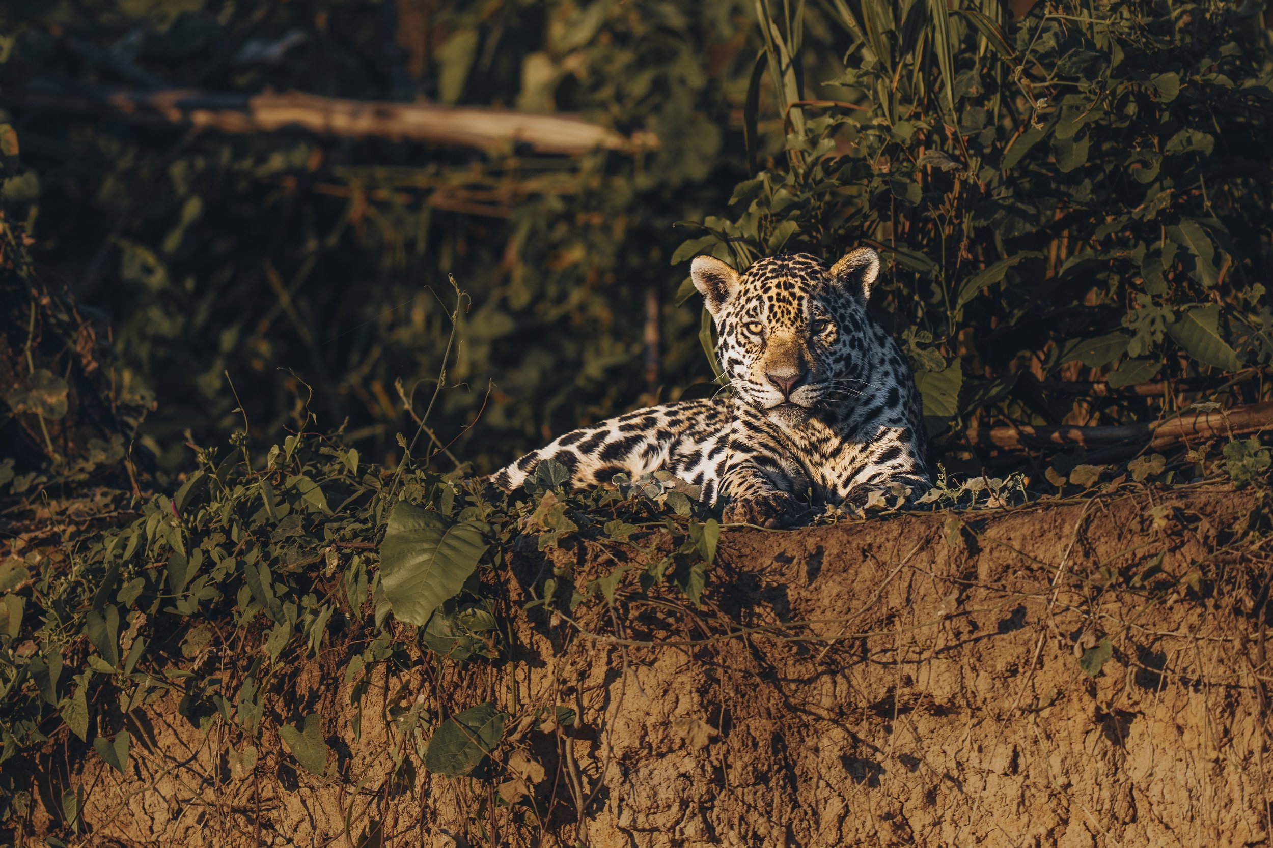 Jaguar Resting in the Ducky Hour-2.jpg