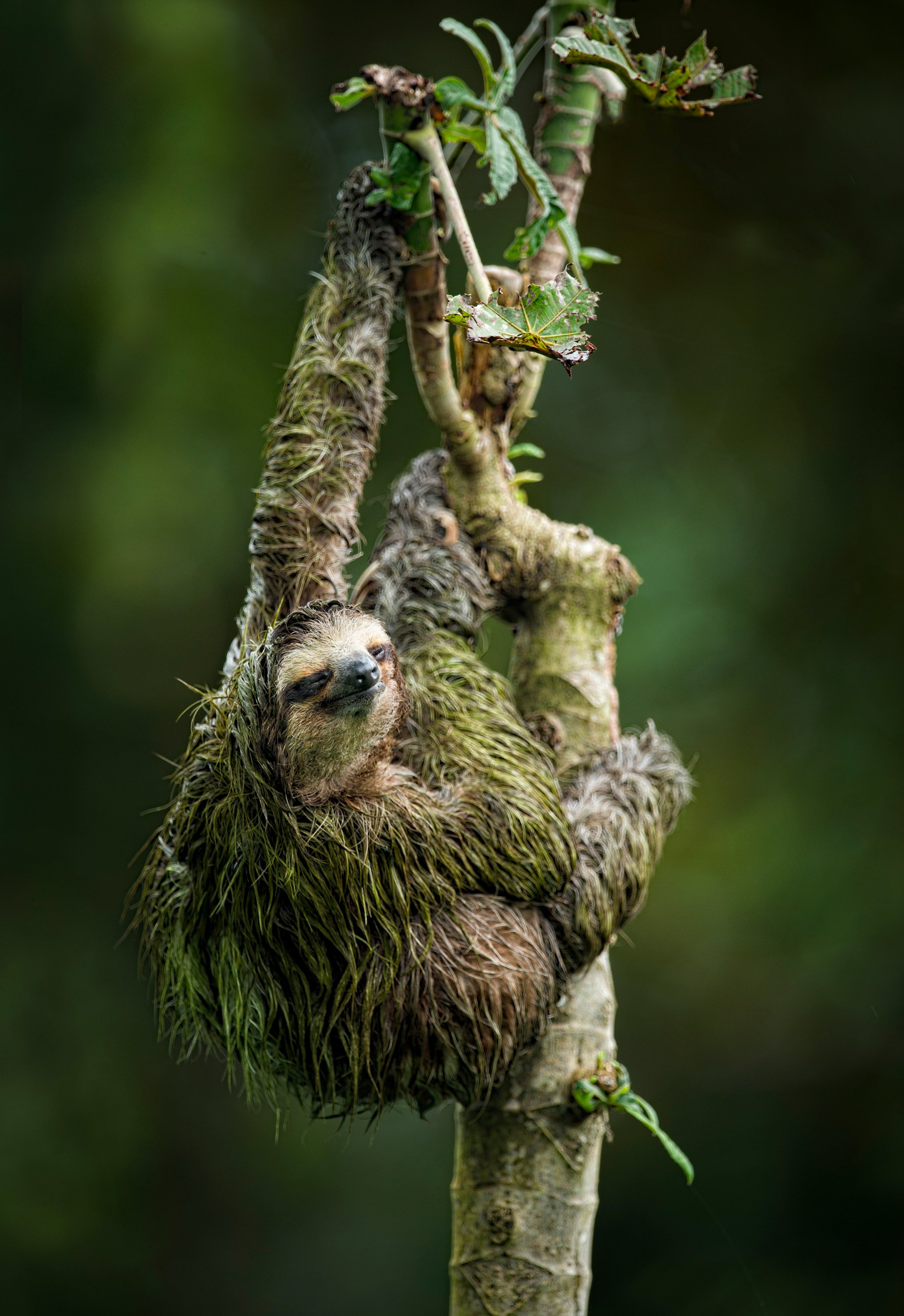 brown-throated-three-toed-sloth-1.jpg