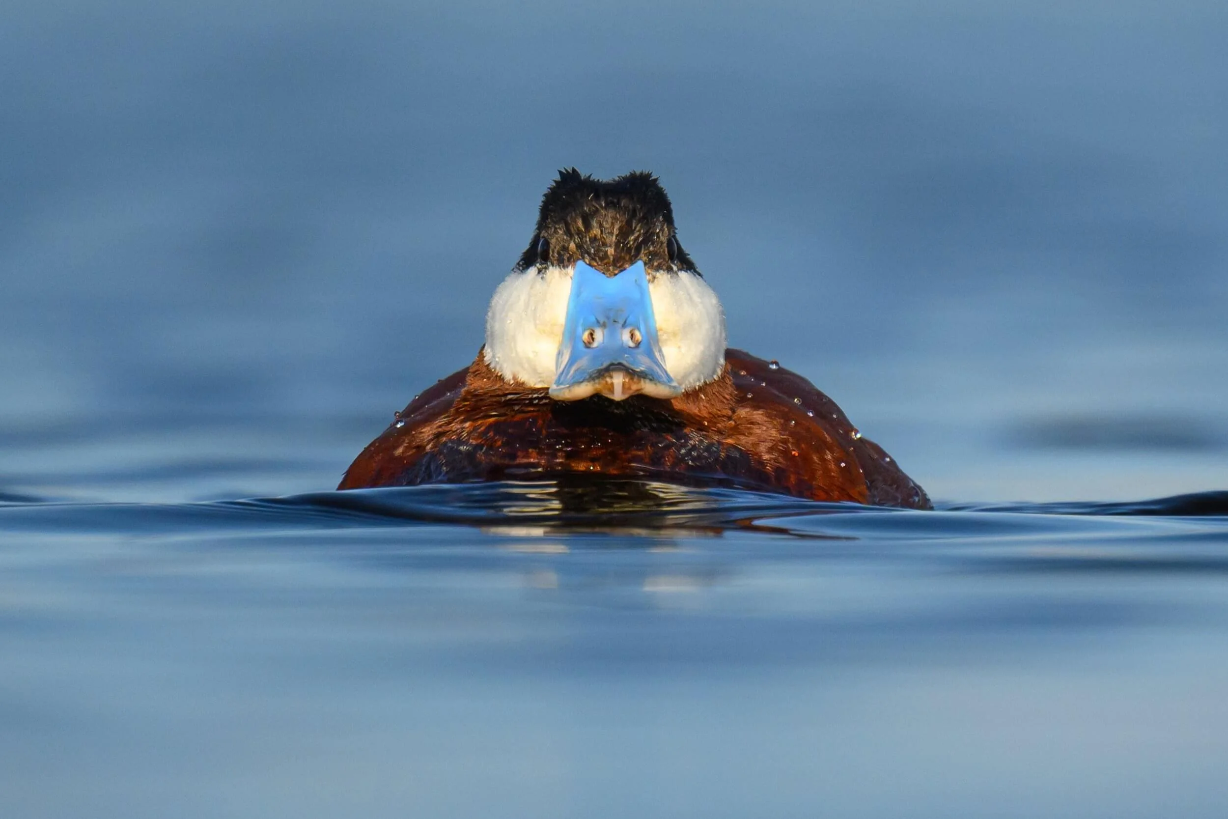 photowild-wildlife-photography-workshops-floating-blinds-mallard-2.jpg