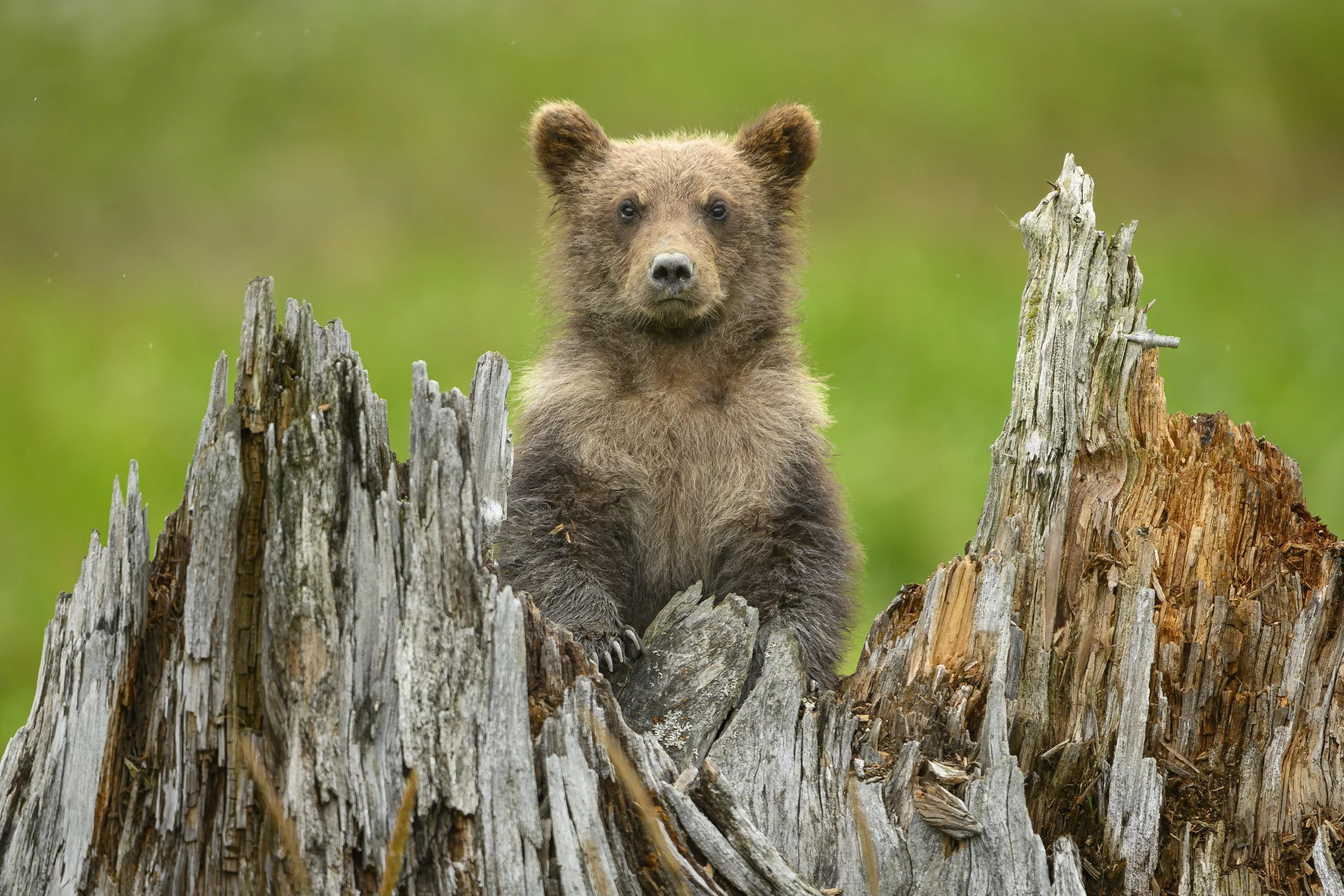 photowild-workshops-alaska-brown-bear-baby-stump.jpg