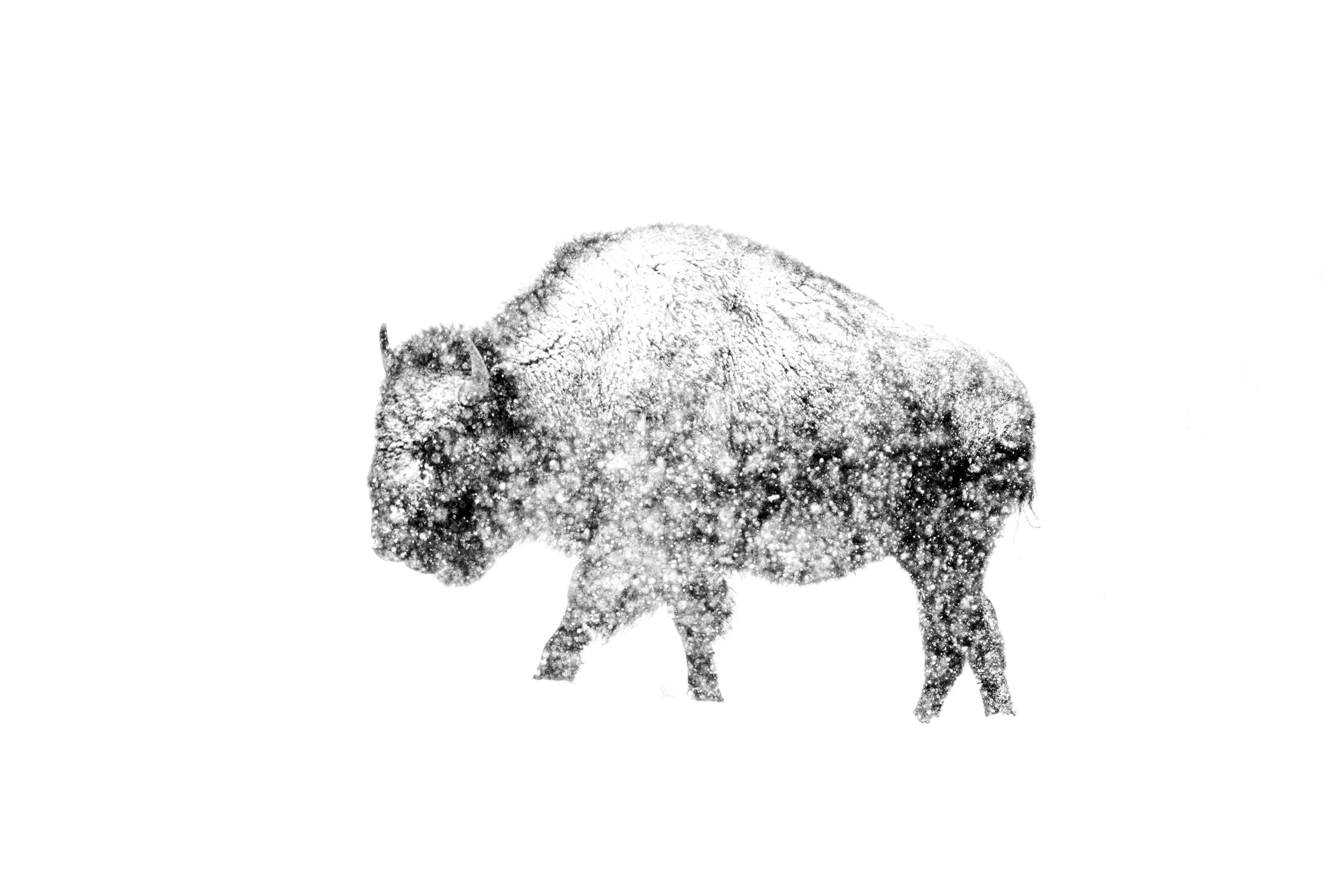 bison-blizzard-2226.jpg