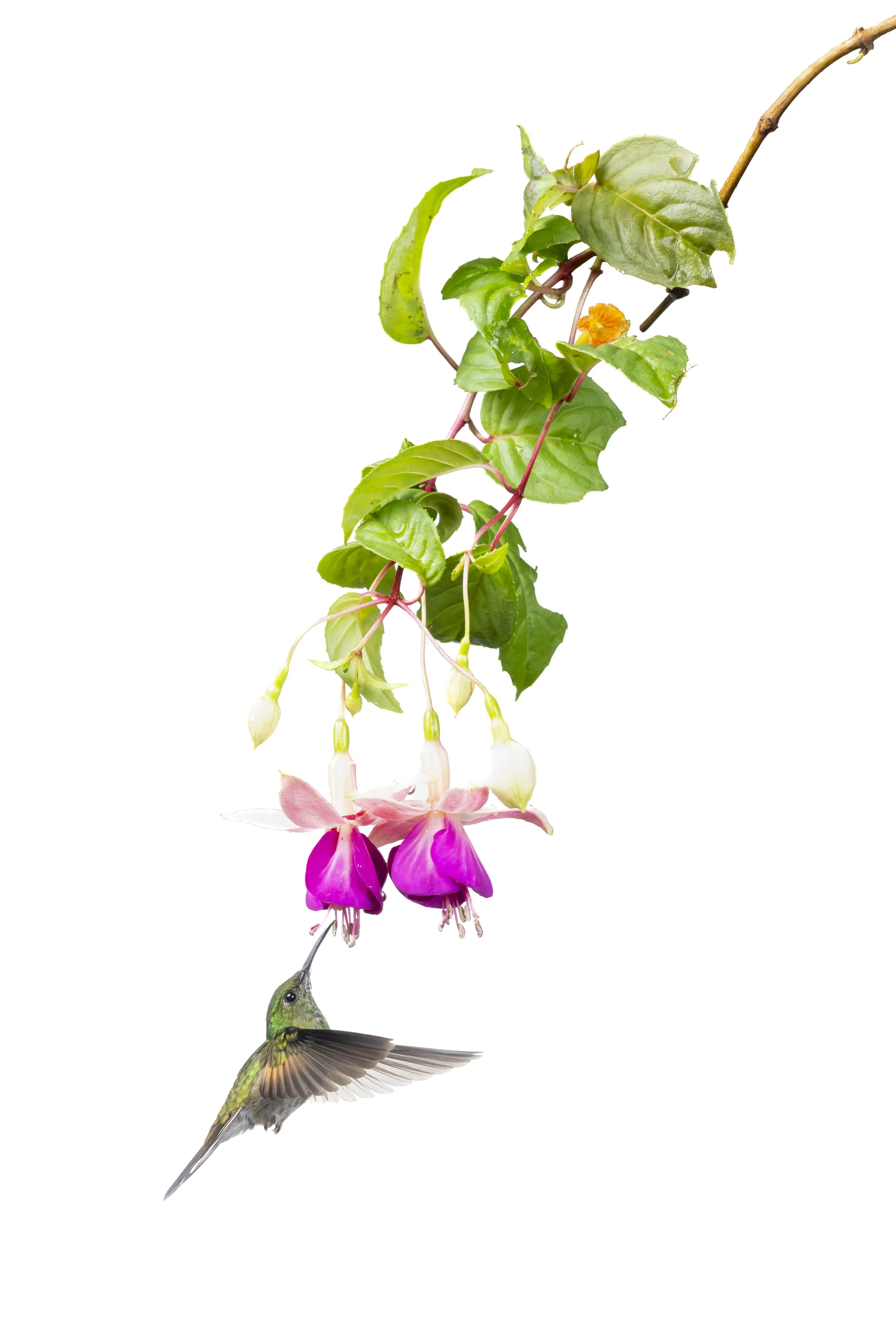 green-crowned brilliant hummingbird - high key.jpg
