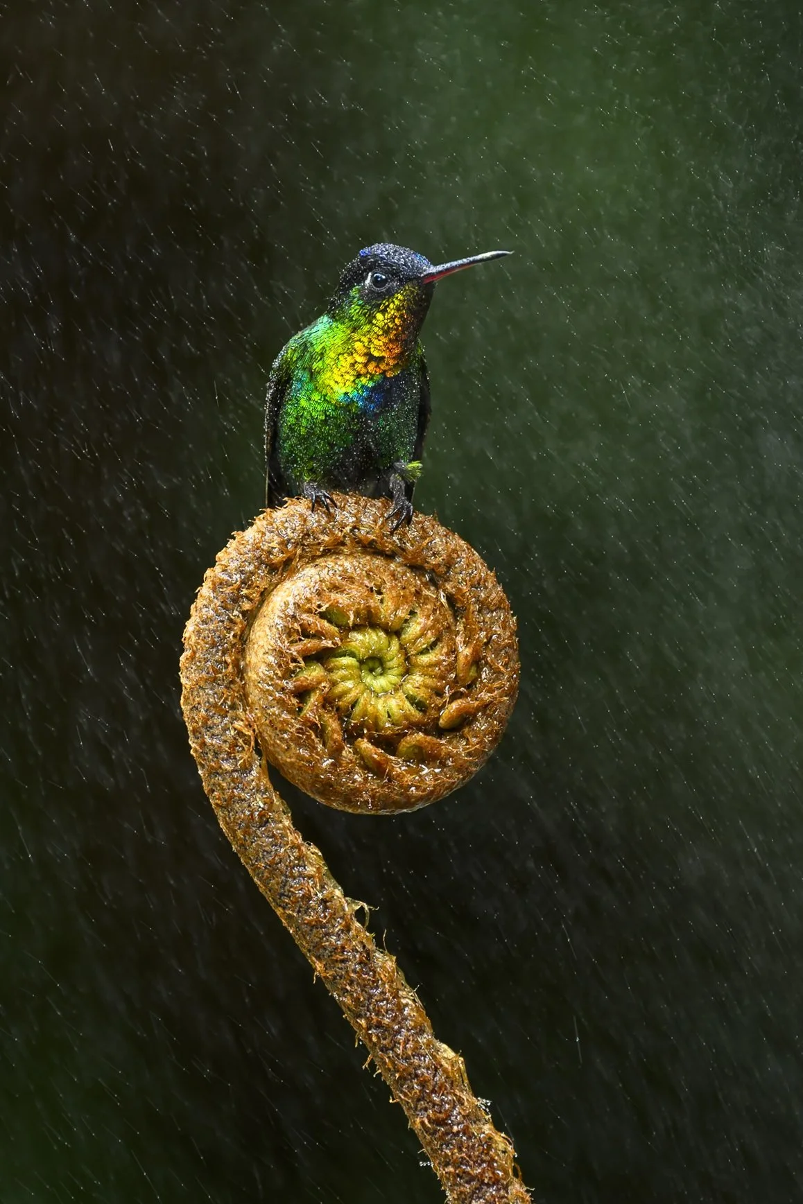 photowild-wildlife-photography-workshops-panama-cloud-forrest-rainbow-hummingbird-perch2.jpg