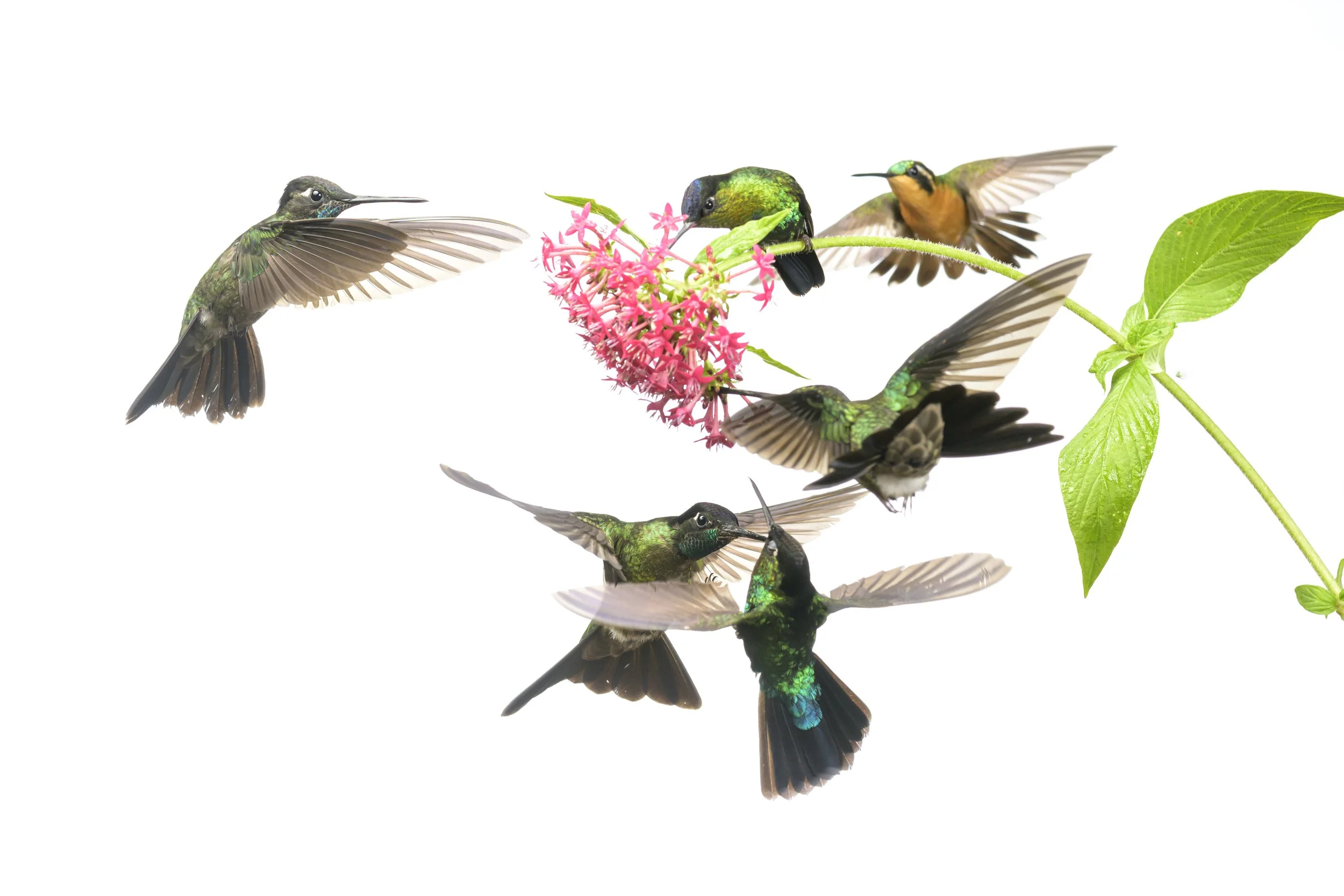 territorial hummingbirds - cloud forest - Panama-.jpg