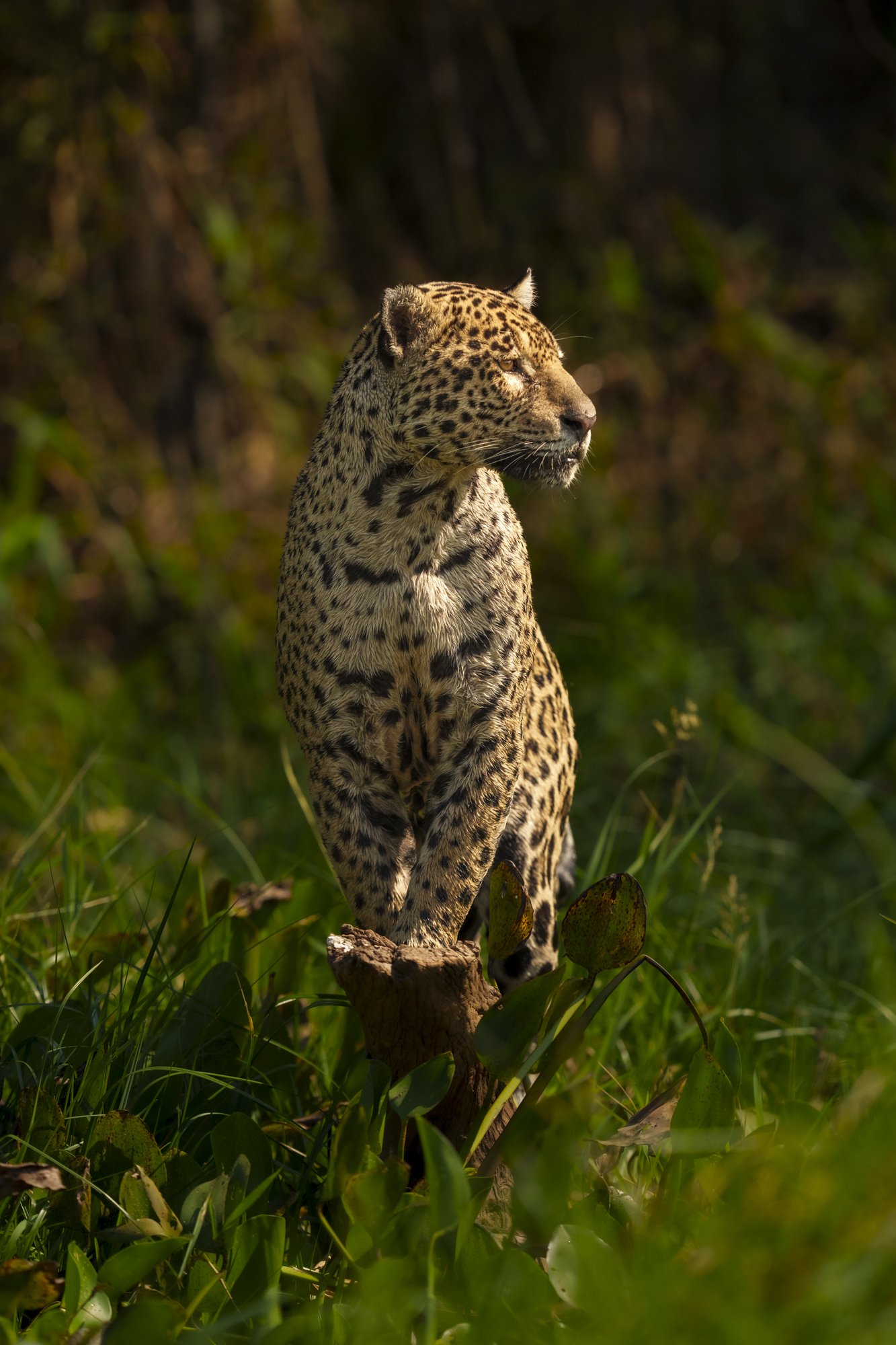 Jaguar on the Beach-3.jpg