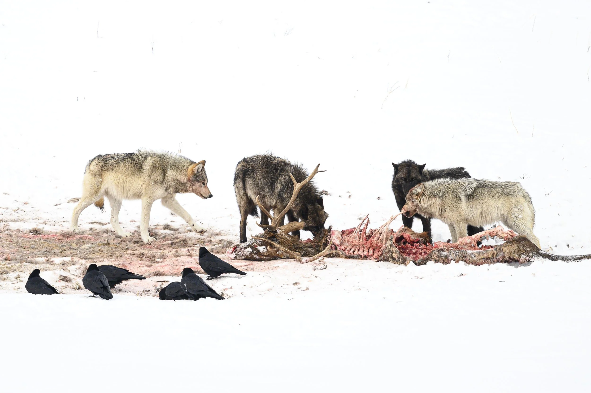 wolves-yellowstone-winter-0769.jpg