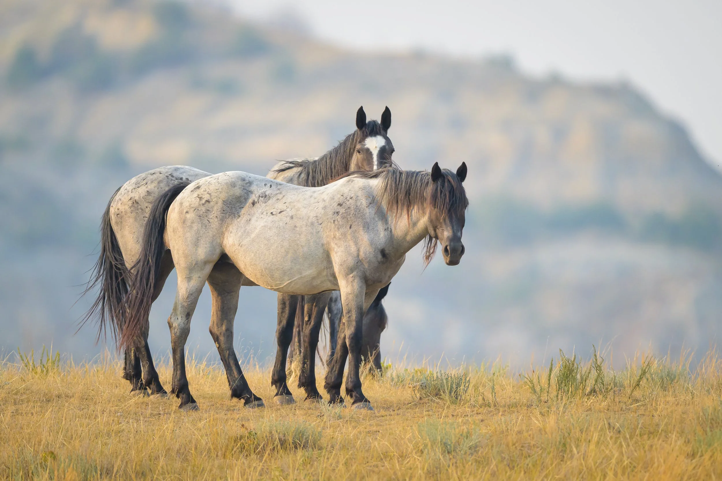 horse-and-badlands.jpg
