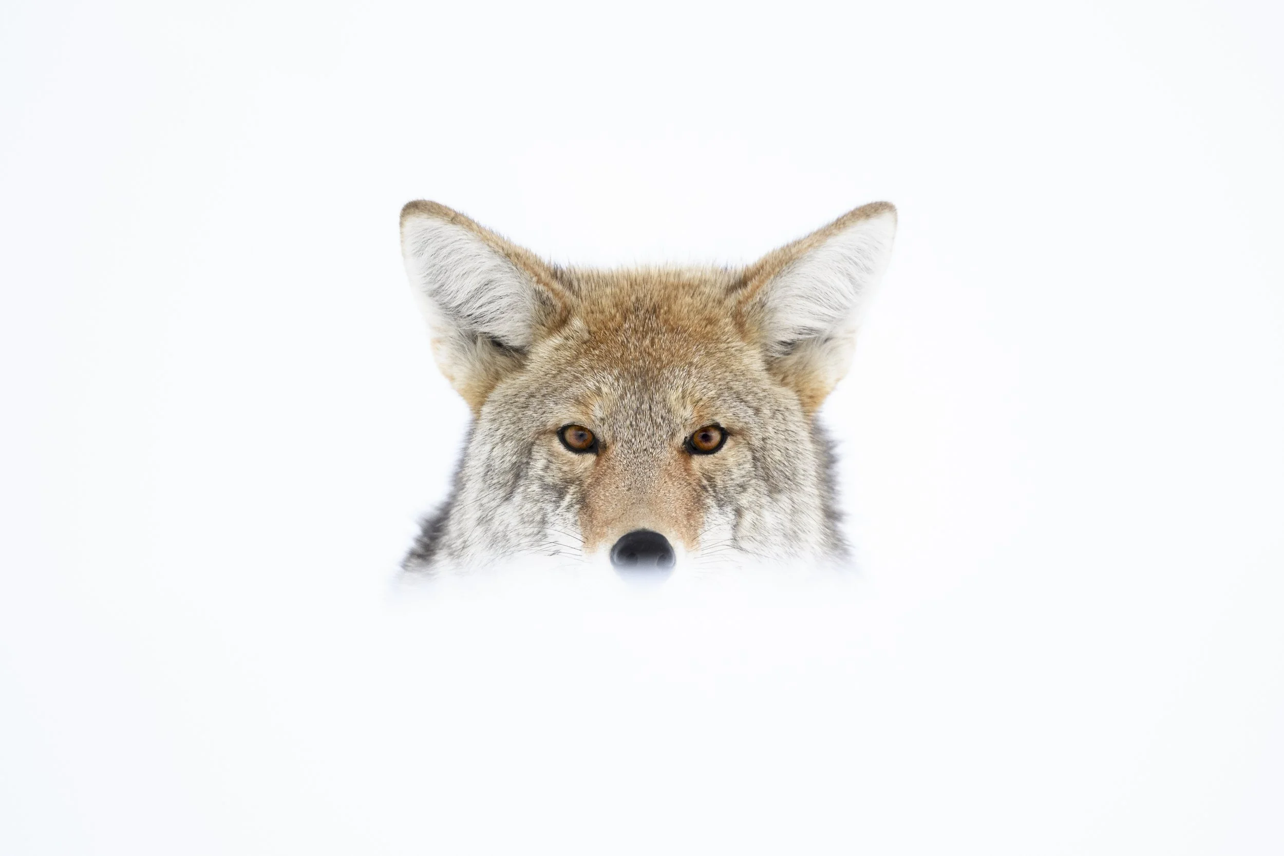 coyote in snow-8398.jpg