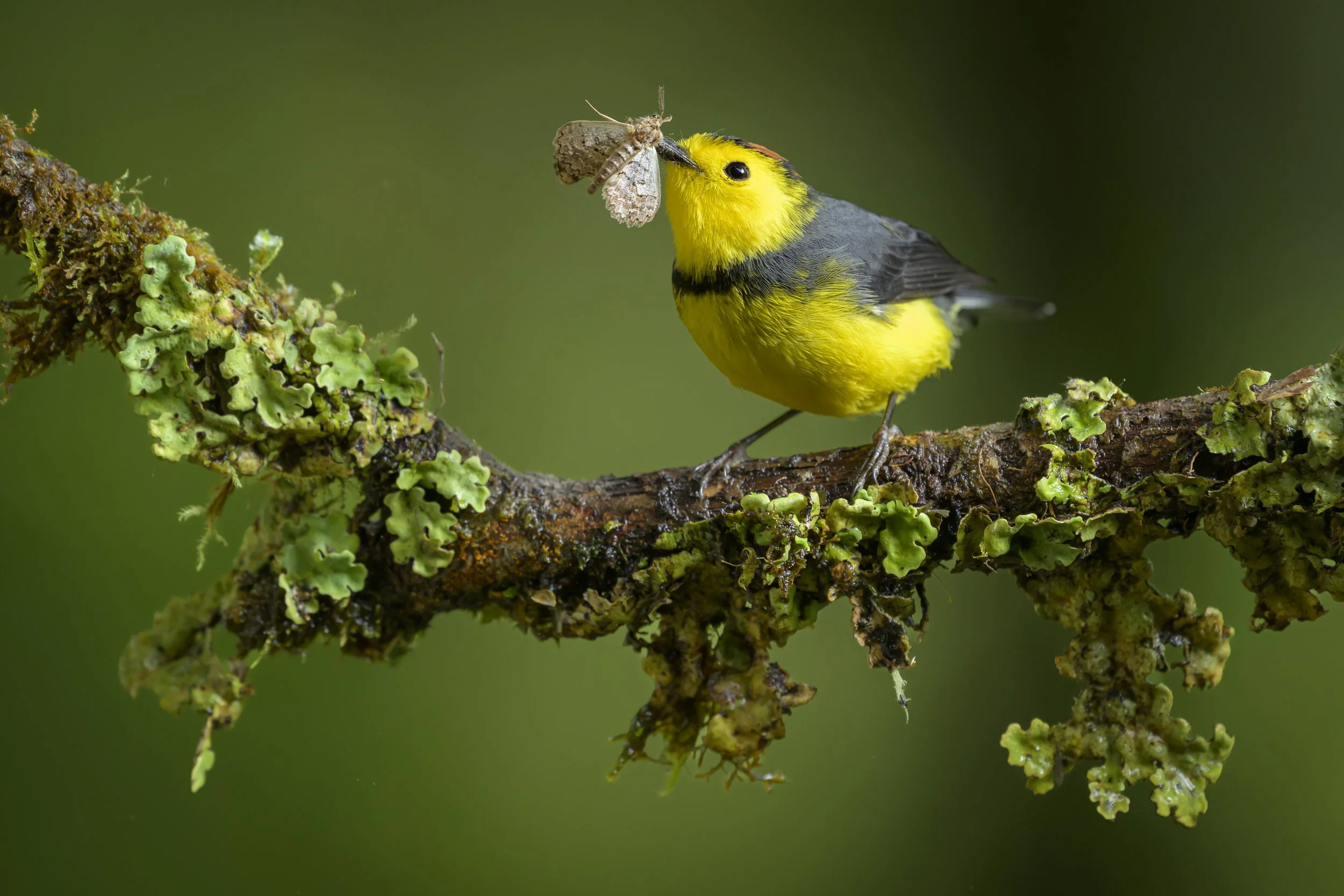 collared redstart-Panama-4282.jpg