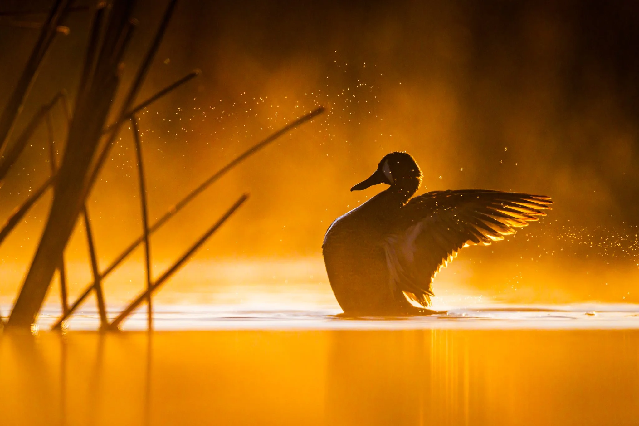 duck-sunrise2.jpg