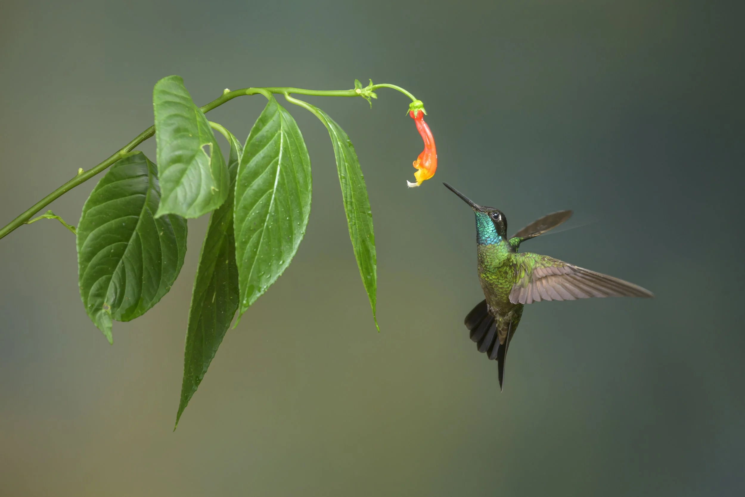 talamanca hummingbird - Panama-6351.jpg