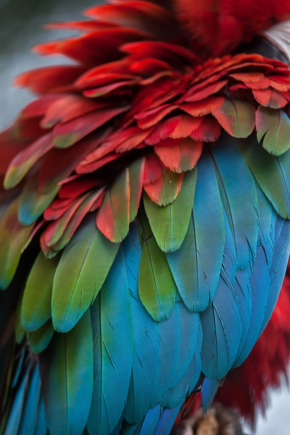 macaw feathers.jpg
