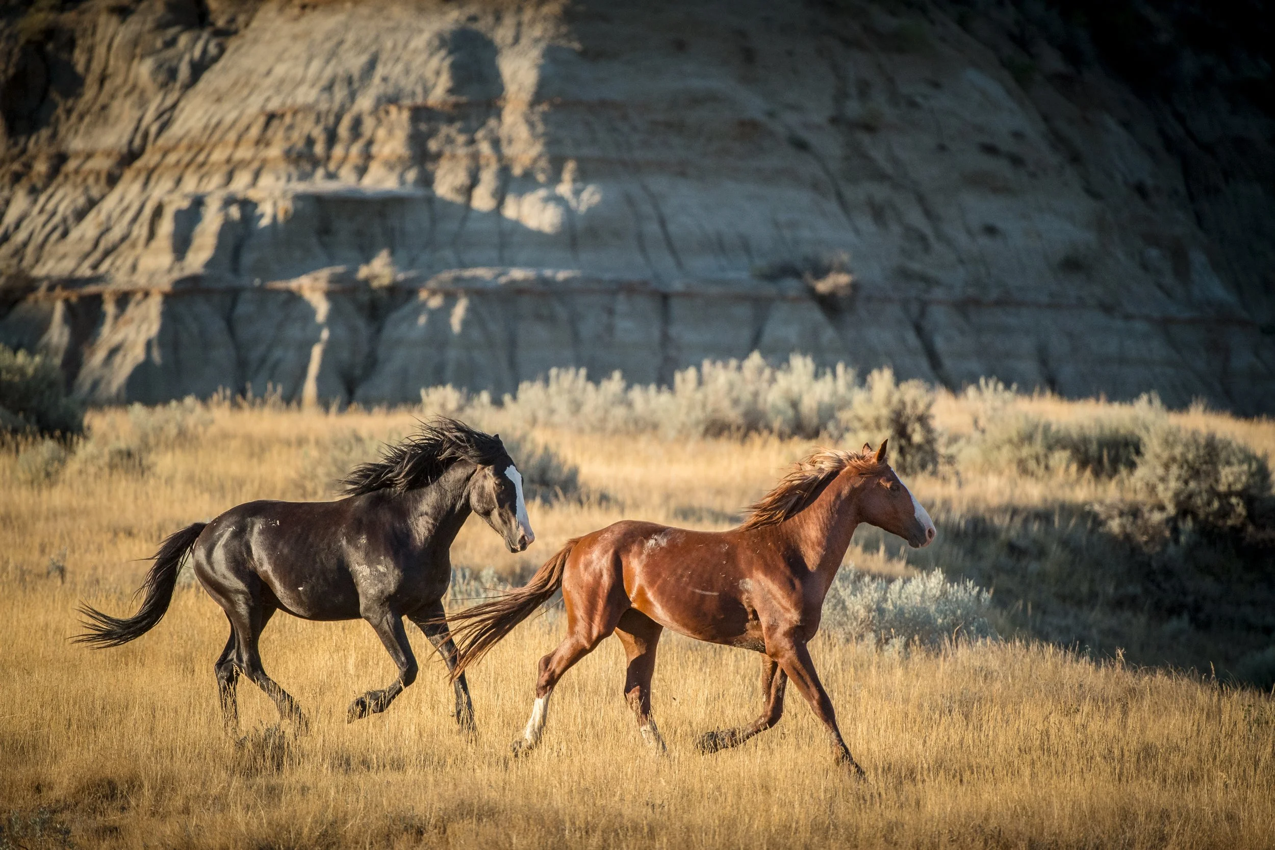 badlands-horse-3956.jpg
