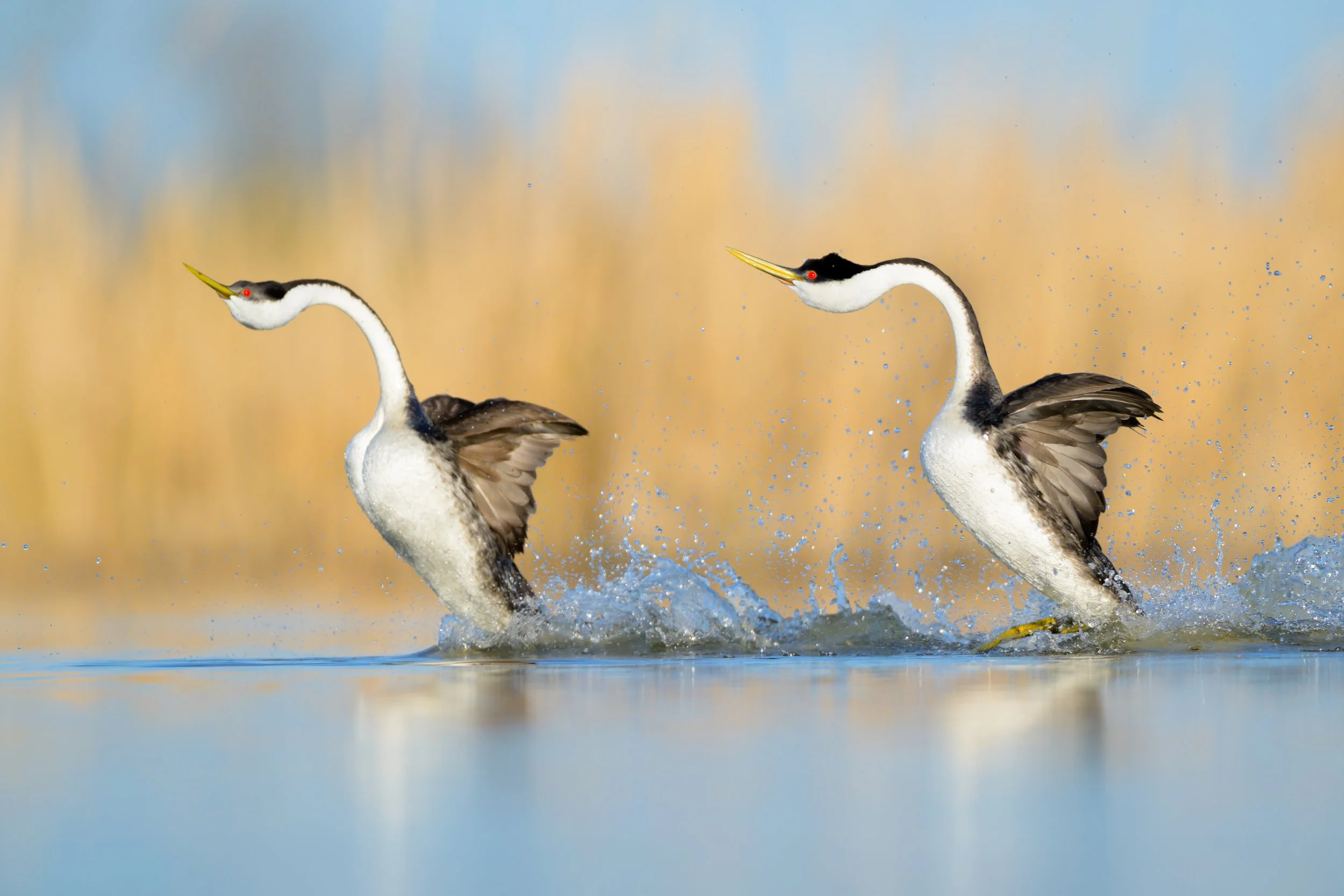 _DSC1401-Edit.jpg