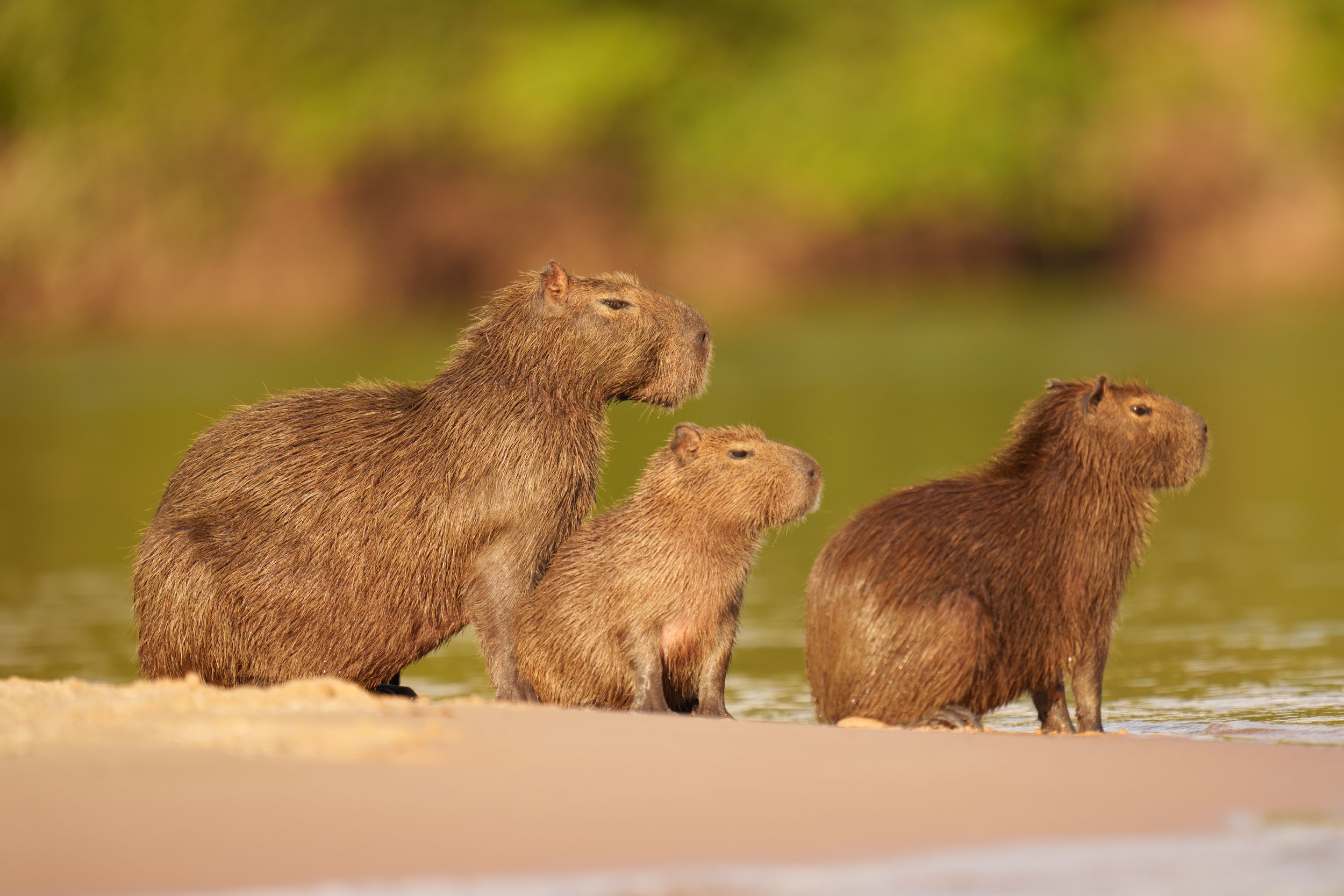 Capybara-19845.jpg