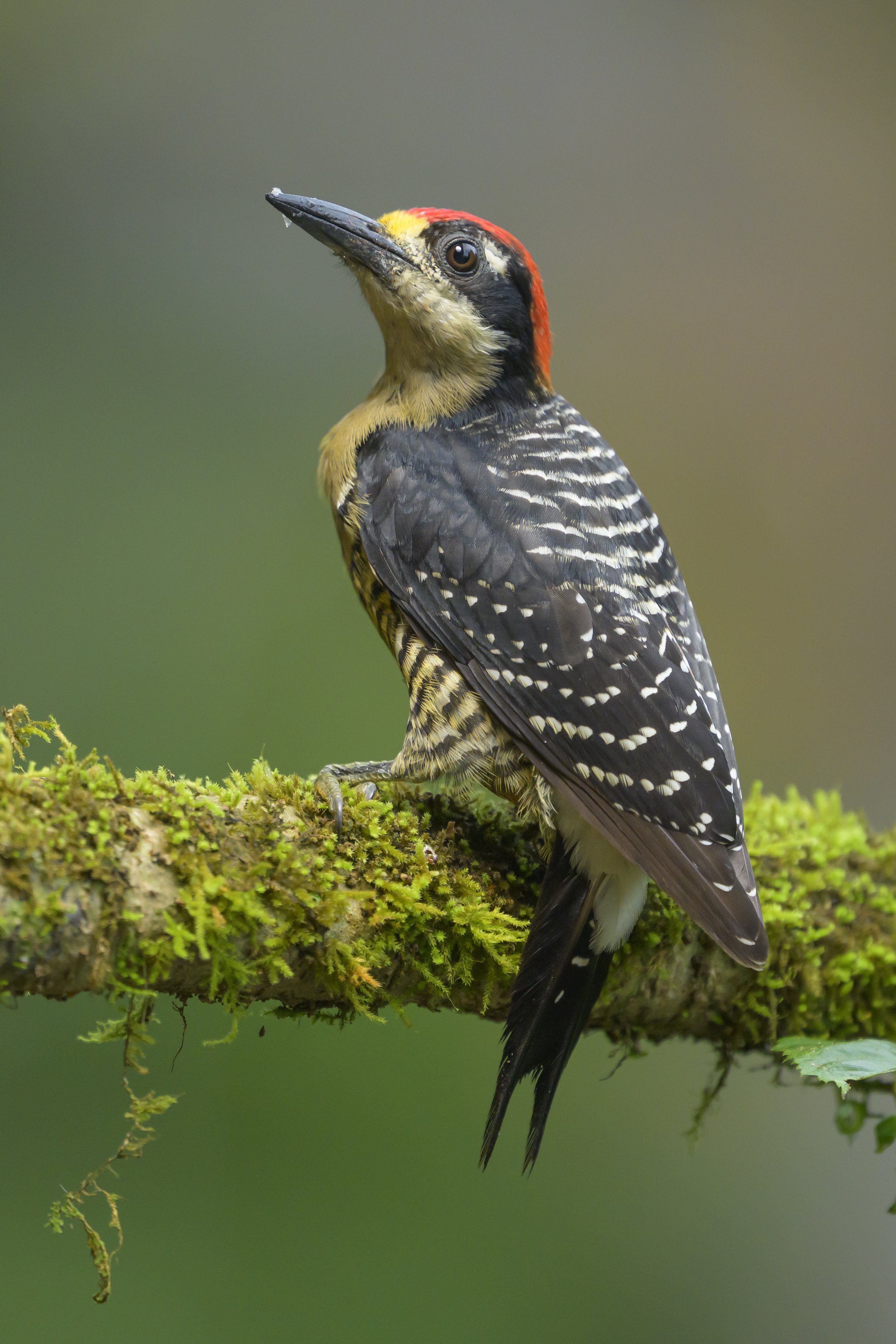 Panama-9138.jpg