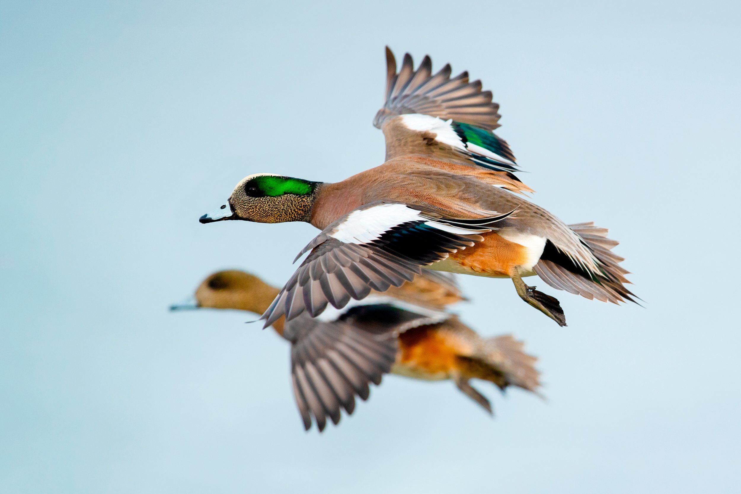 photography-workshops-floating-blinds-prairie-wigeon-flight.jpg