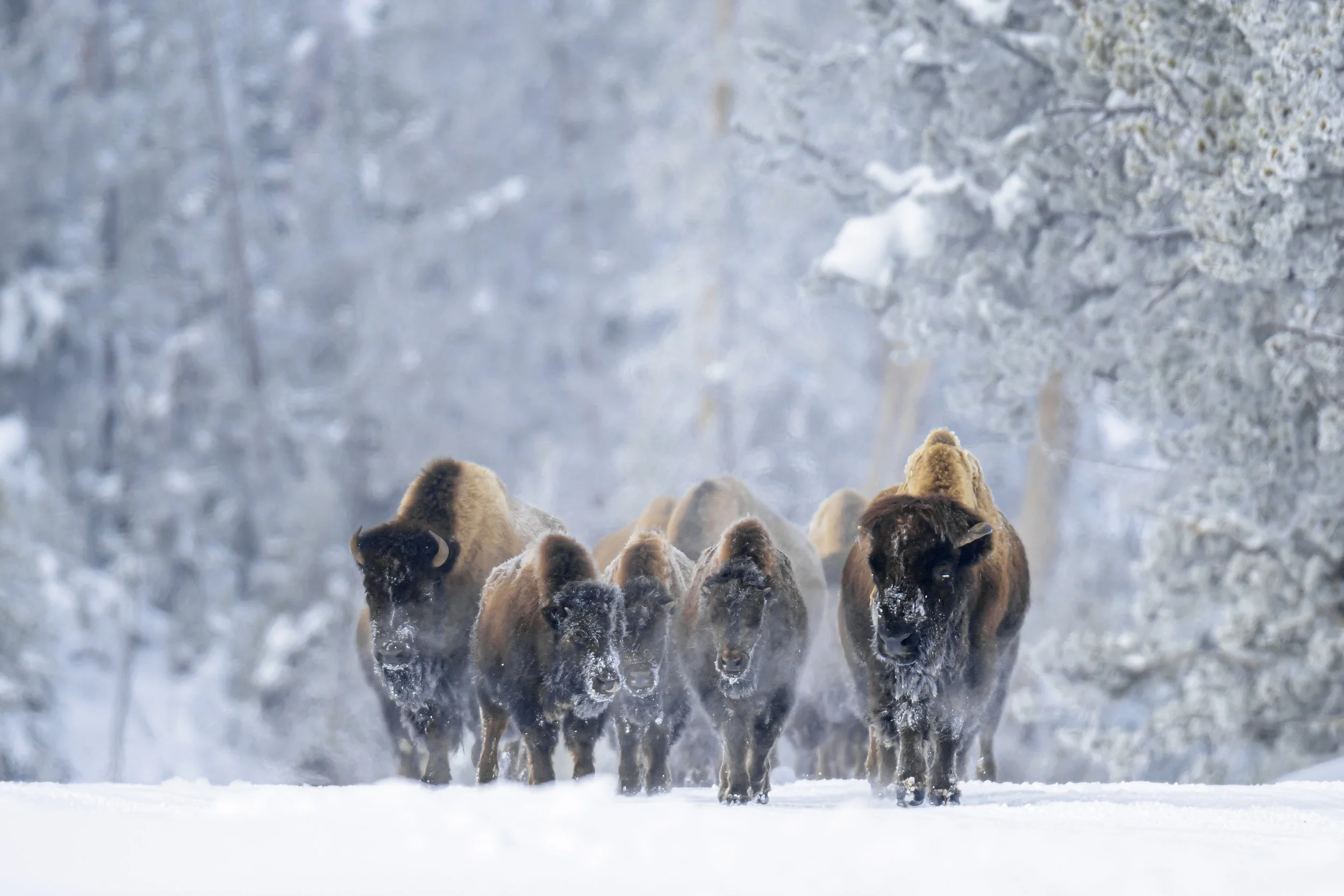 frost covered bison in snow-Yellowstone-1.jpg