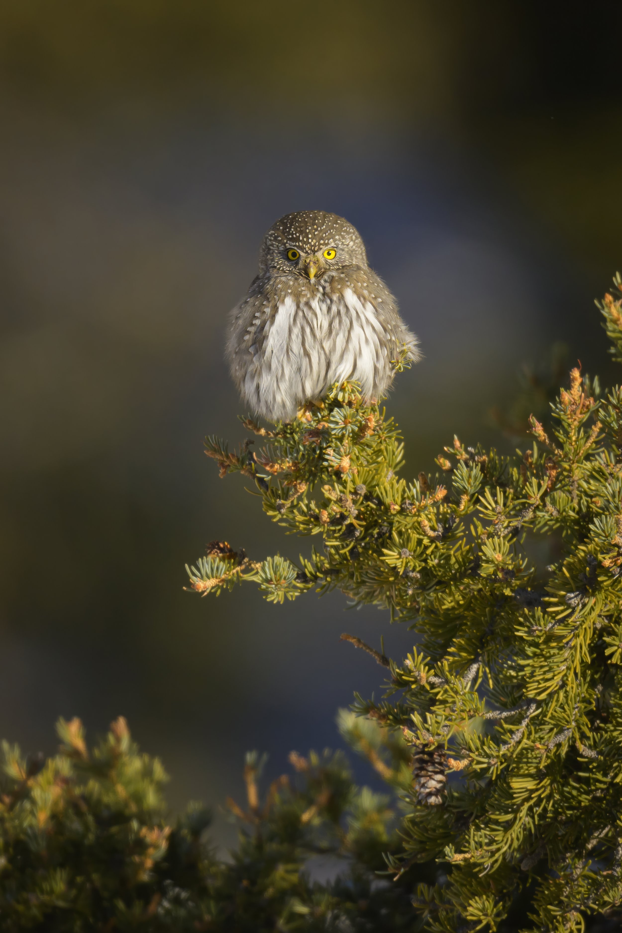 northern pygmy owl-yellowstone-4.jpg