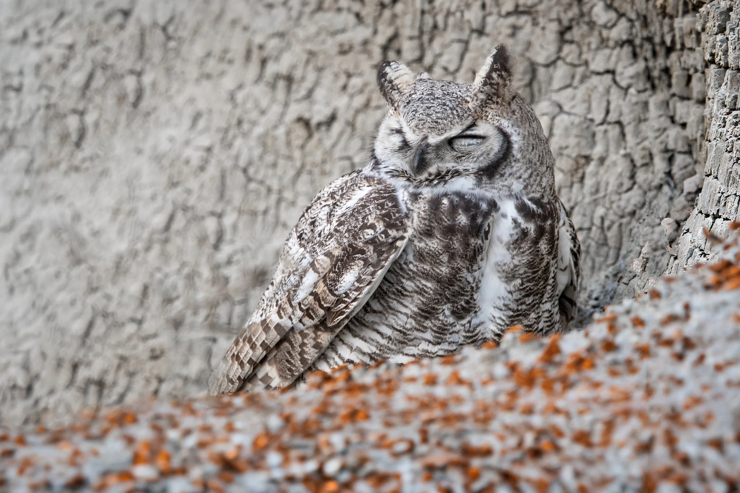 great-horned-owl-badlands-3738.jpg