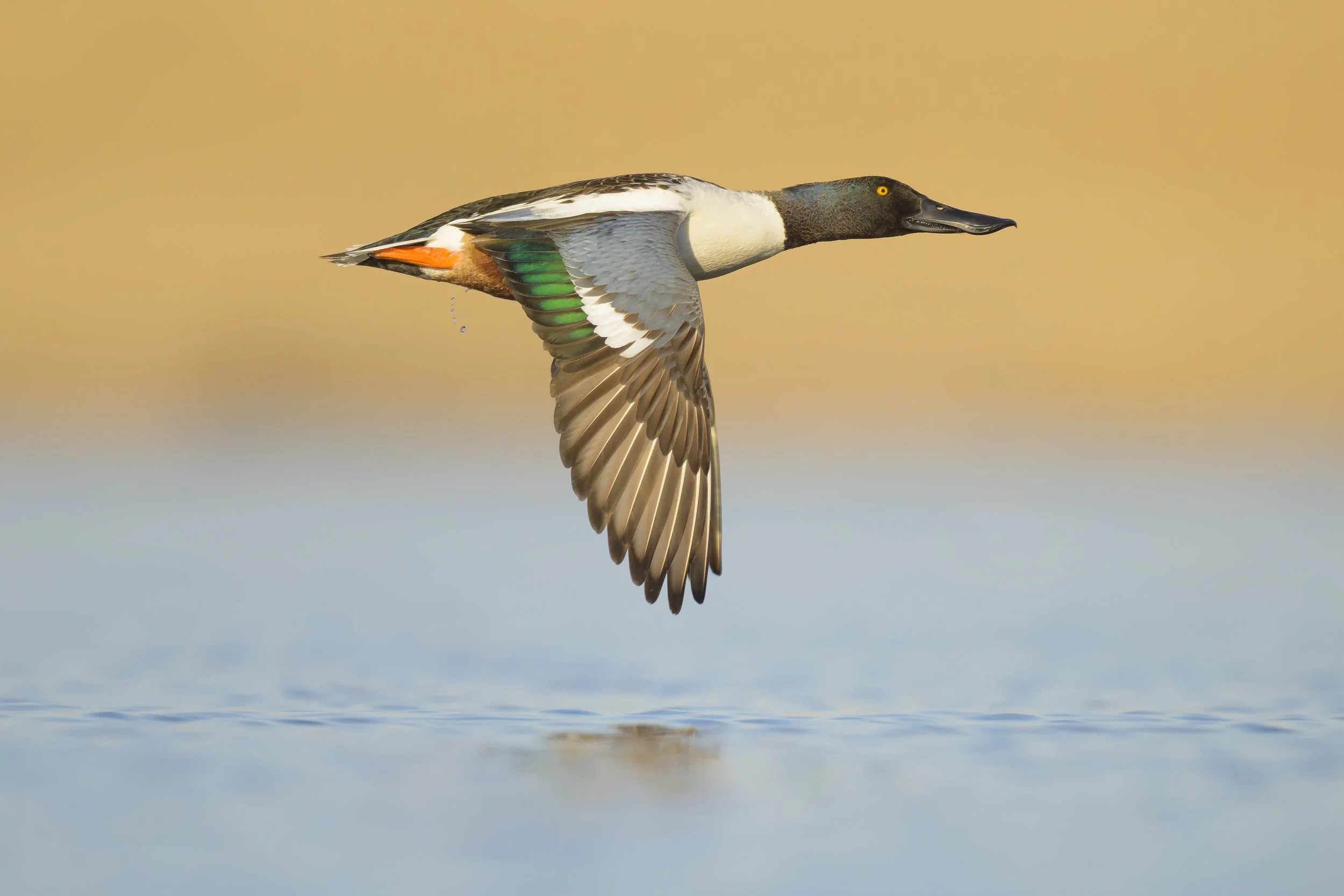 Northern Shoveler - Prairie Pothole-7497.jpg