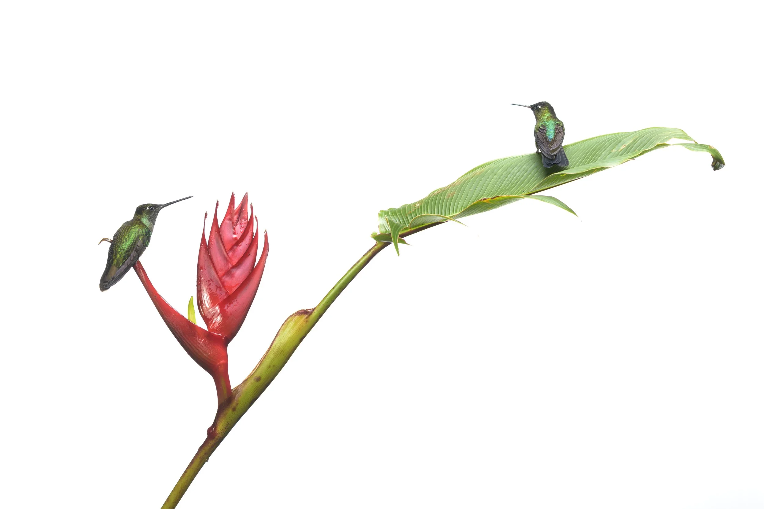 hummingbirds on heliconia - Panama-5770.jpg