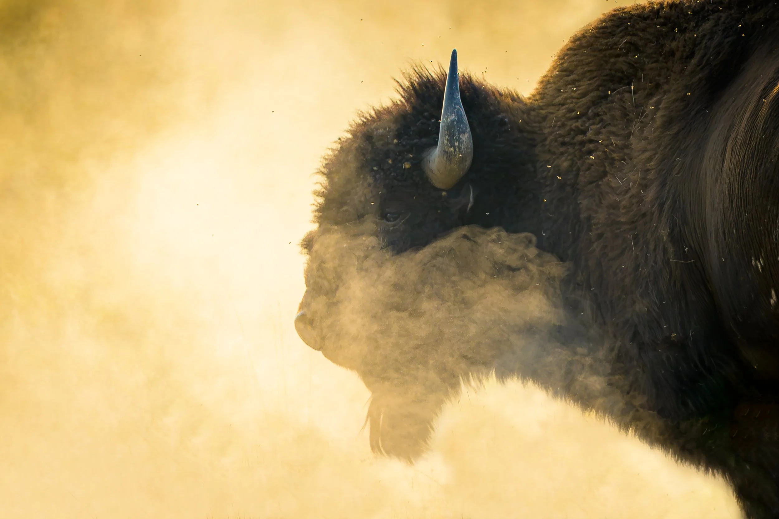 bison-fire2.jpg