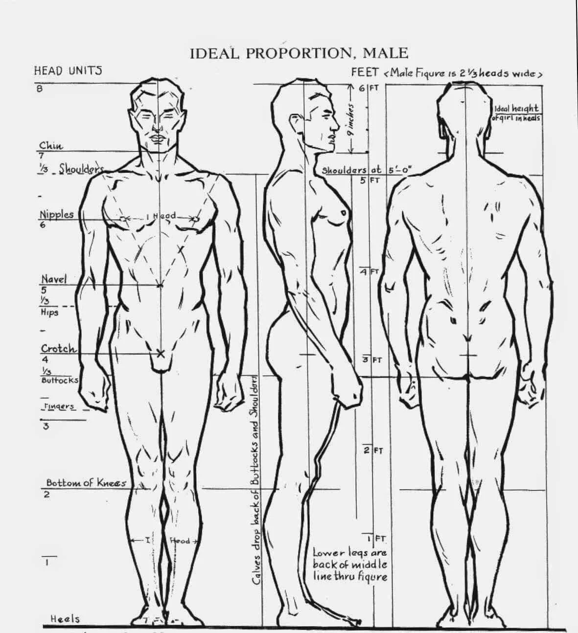 Diagram of a standing male figure marked with head-unit measurements and body landmarks.