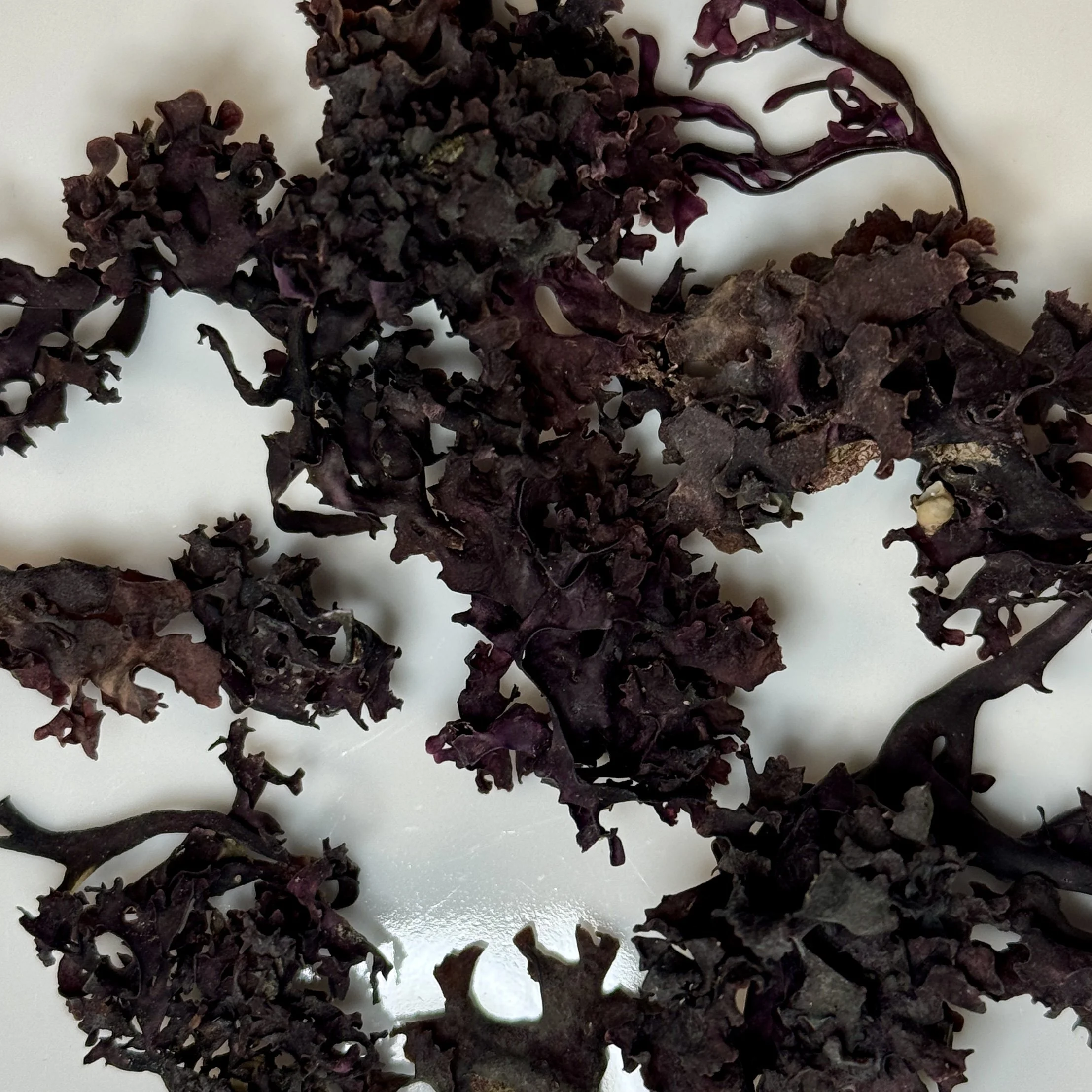 Irish Sea Moss