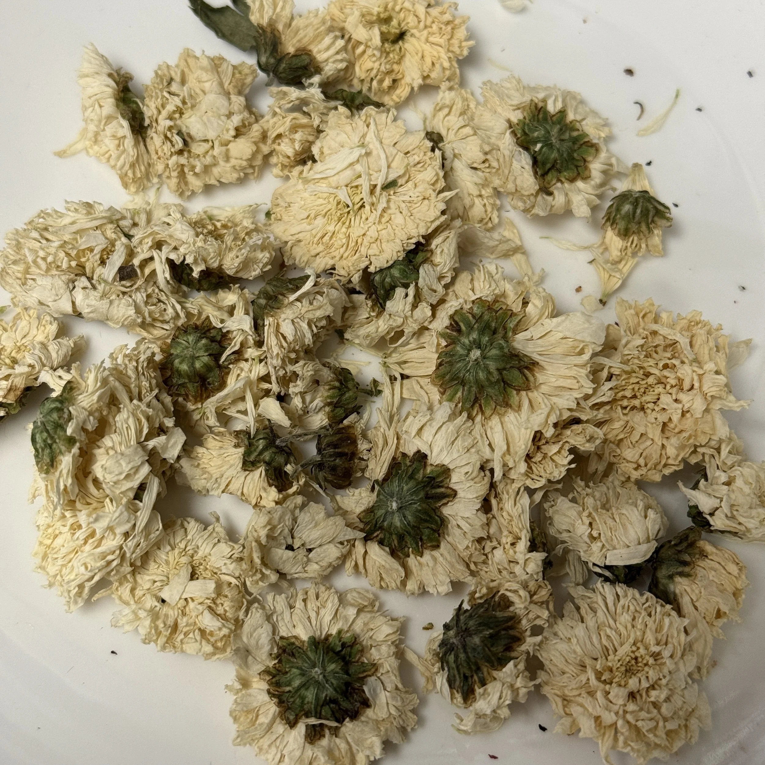 Chrysanthemum