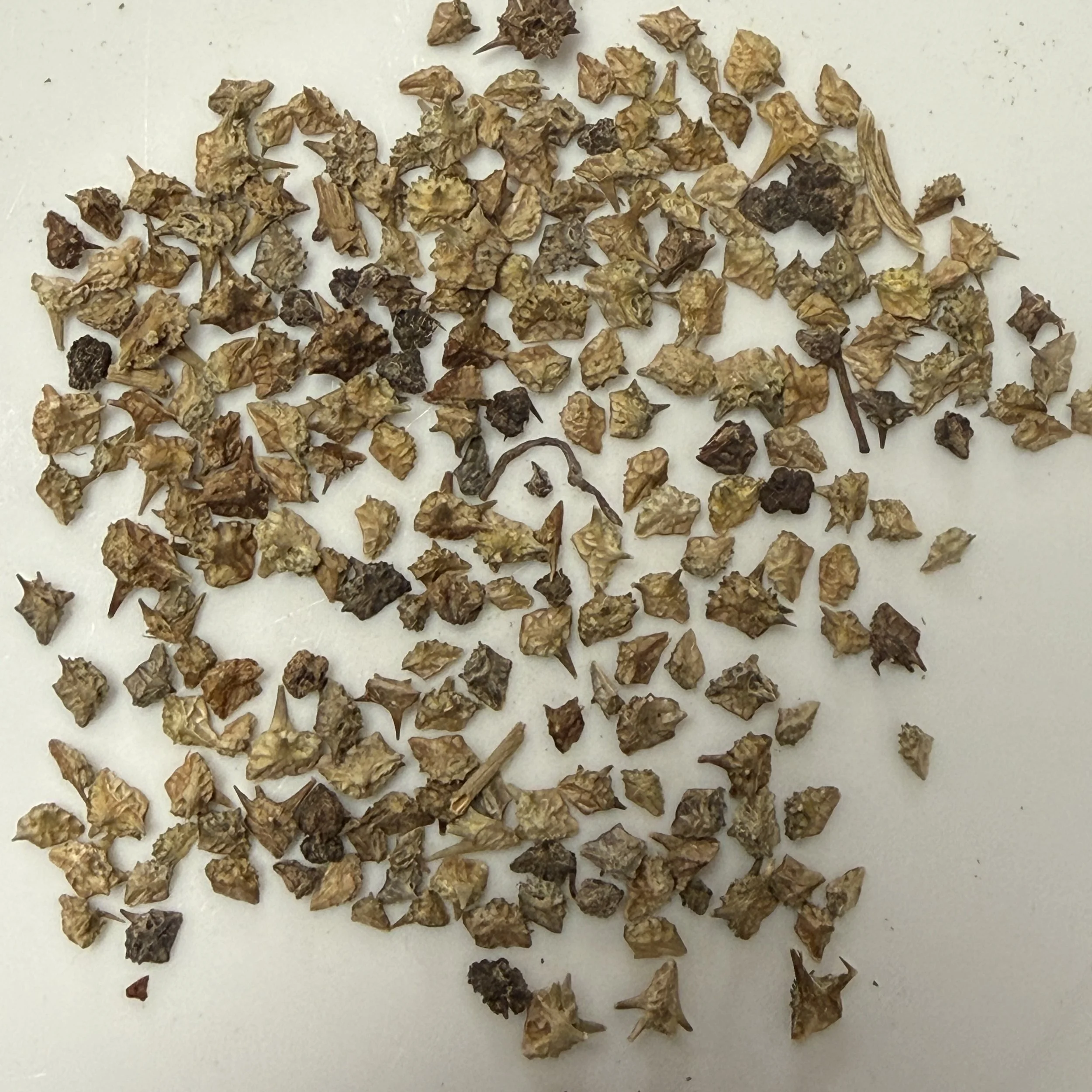 Tribulus Fruit