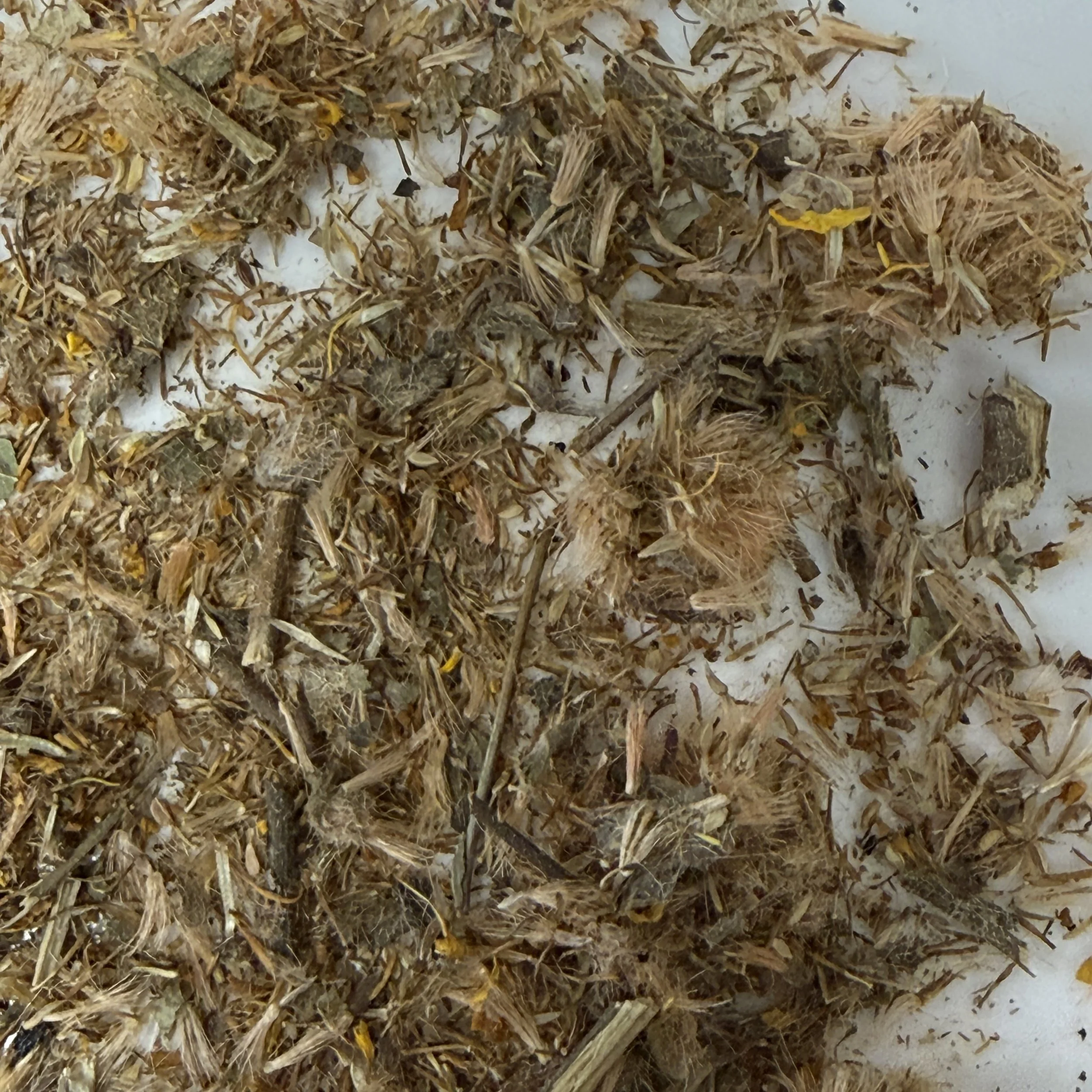Arnica Flowers