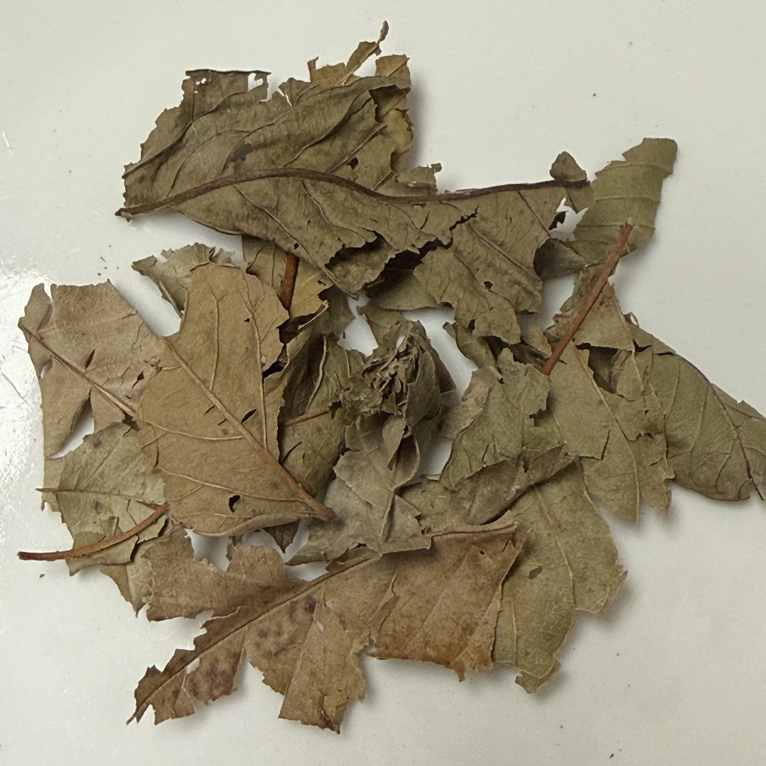 Guava Leaf