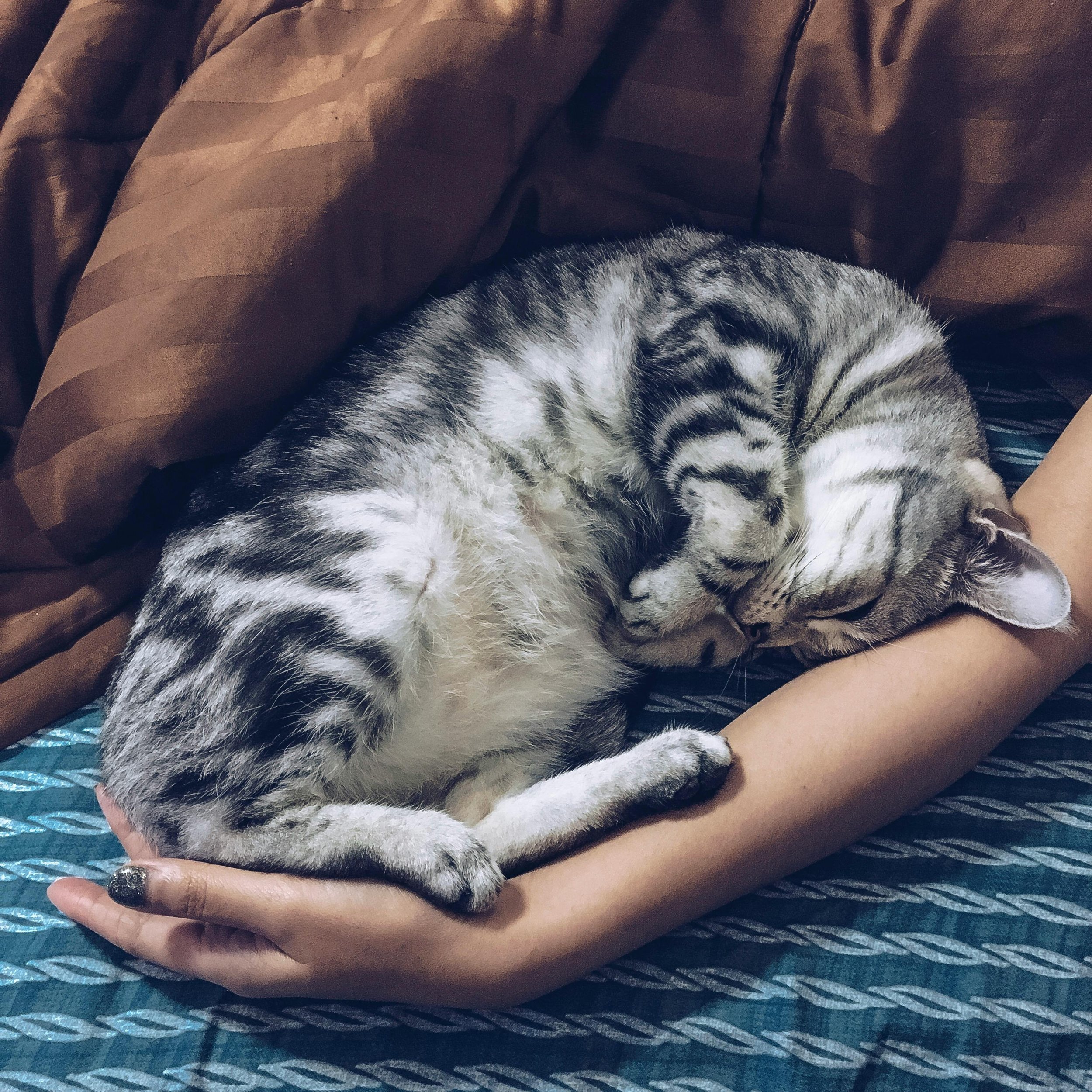 Hydration and Urinary Health: Why Water Matters for Cats
