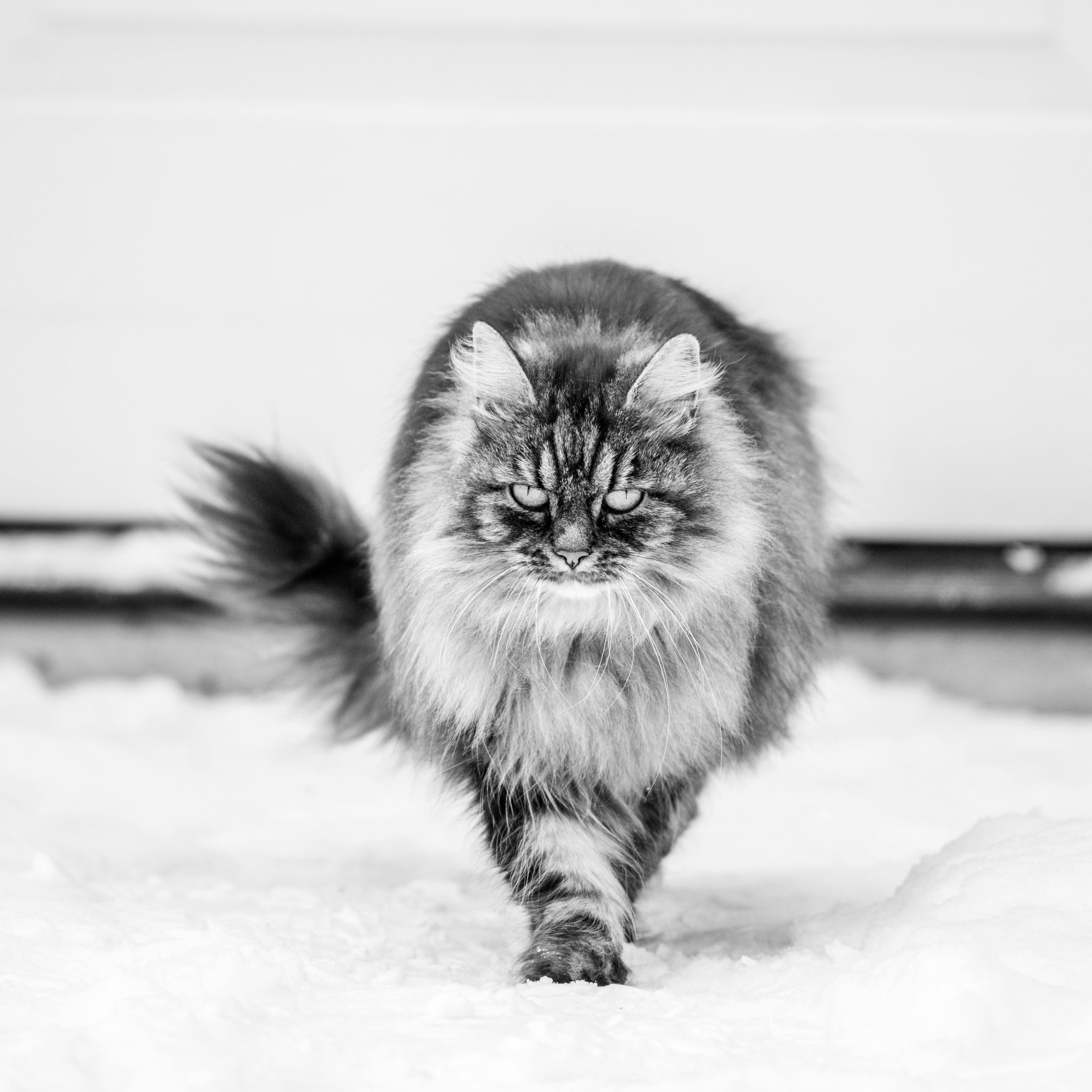 The Feline Immune System: Nature’s Defence Mechanism