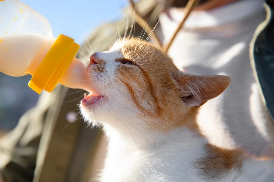 Hydration and Urinary Health Why Water Matters for Cats — Sleek