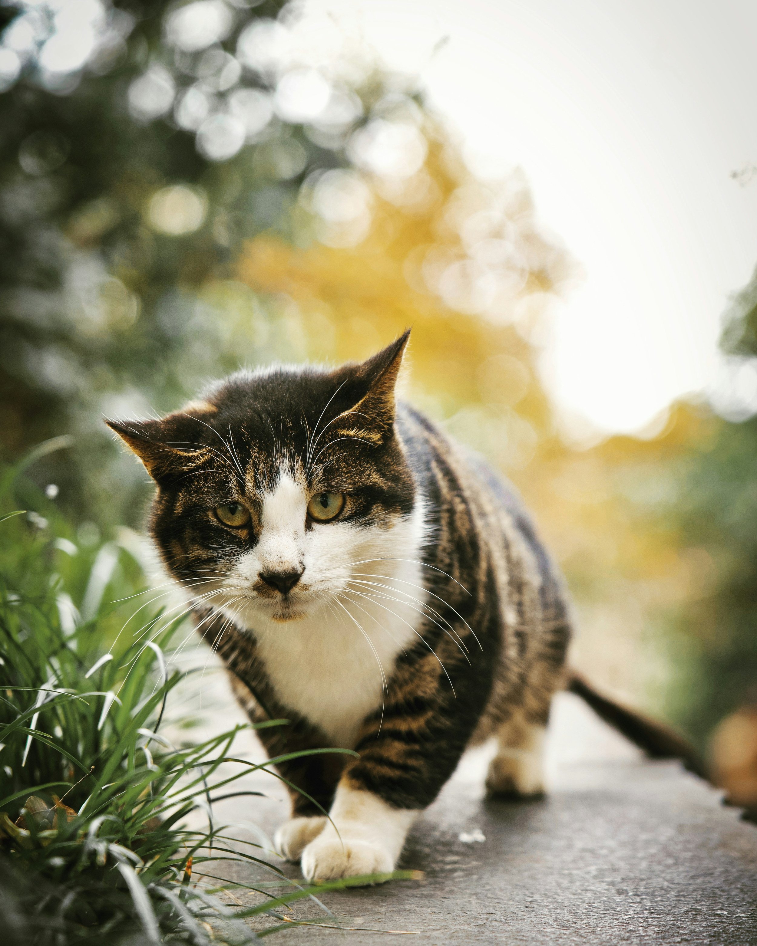 Feline Photography 101: Capturing Your Cat's Best Angles